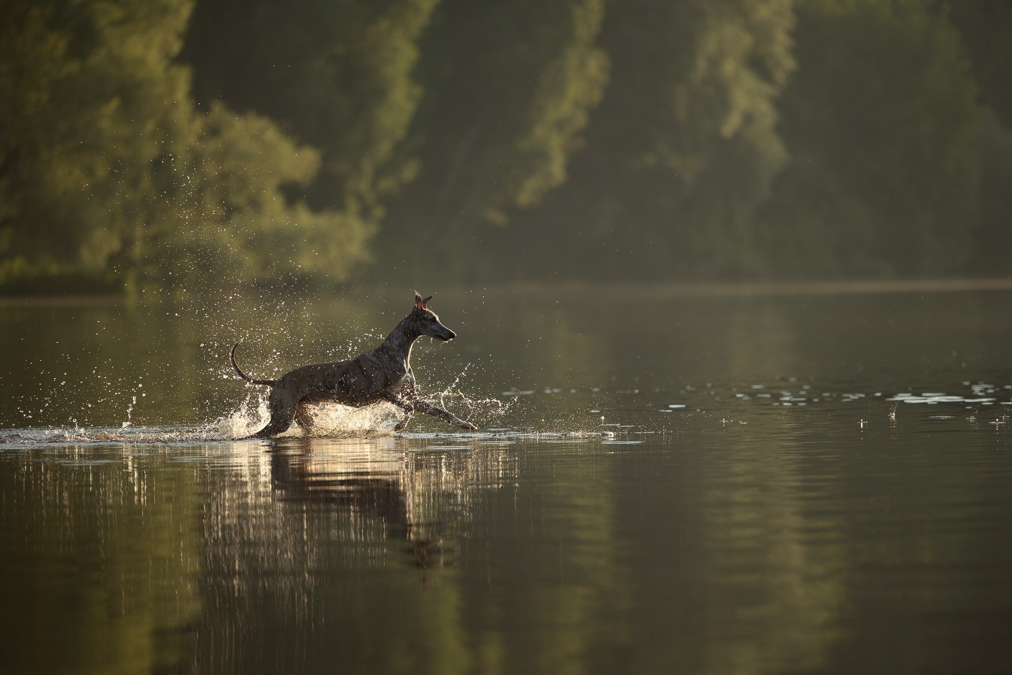 Онлайн-курс по съемке собак. Фотограф Анастасия Ветковская, Москва
