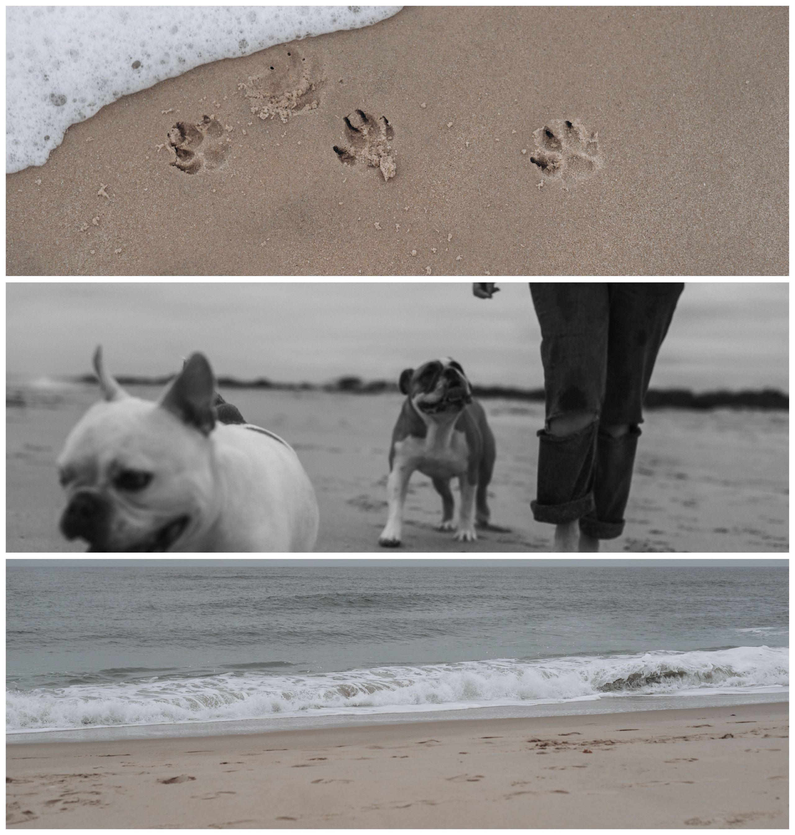 Старт с 0. Фотограф — Анималист | Санкт-Петербург