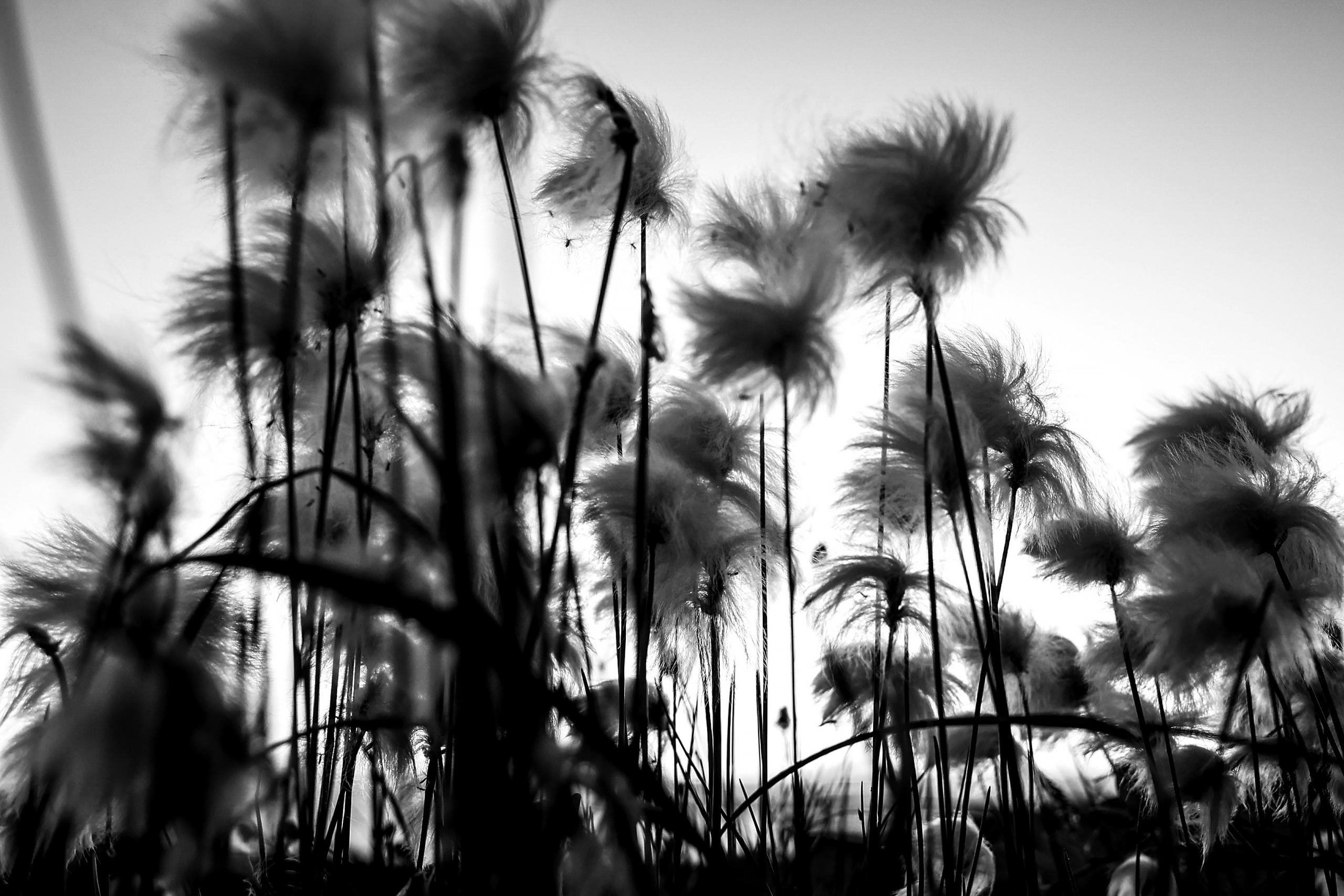 НА 69-й ПАРАЛЛЕЛИ. Ekaterina Ageeva