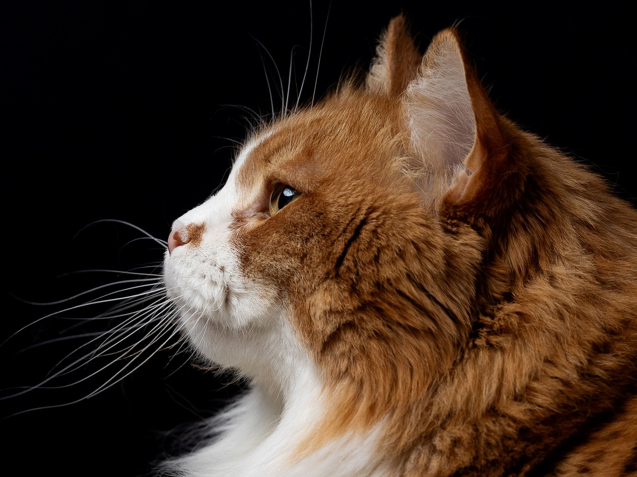 Главная. Фотограф. Спорт, репортаж, предметная съемка