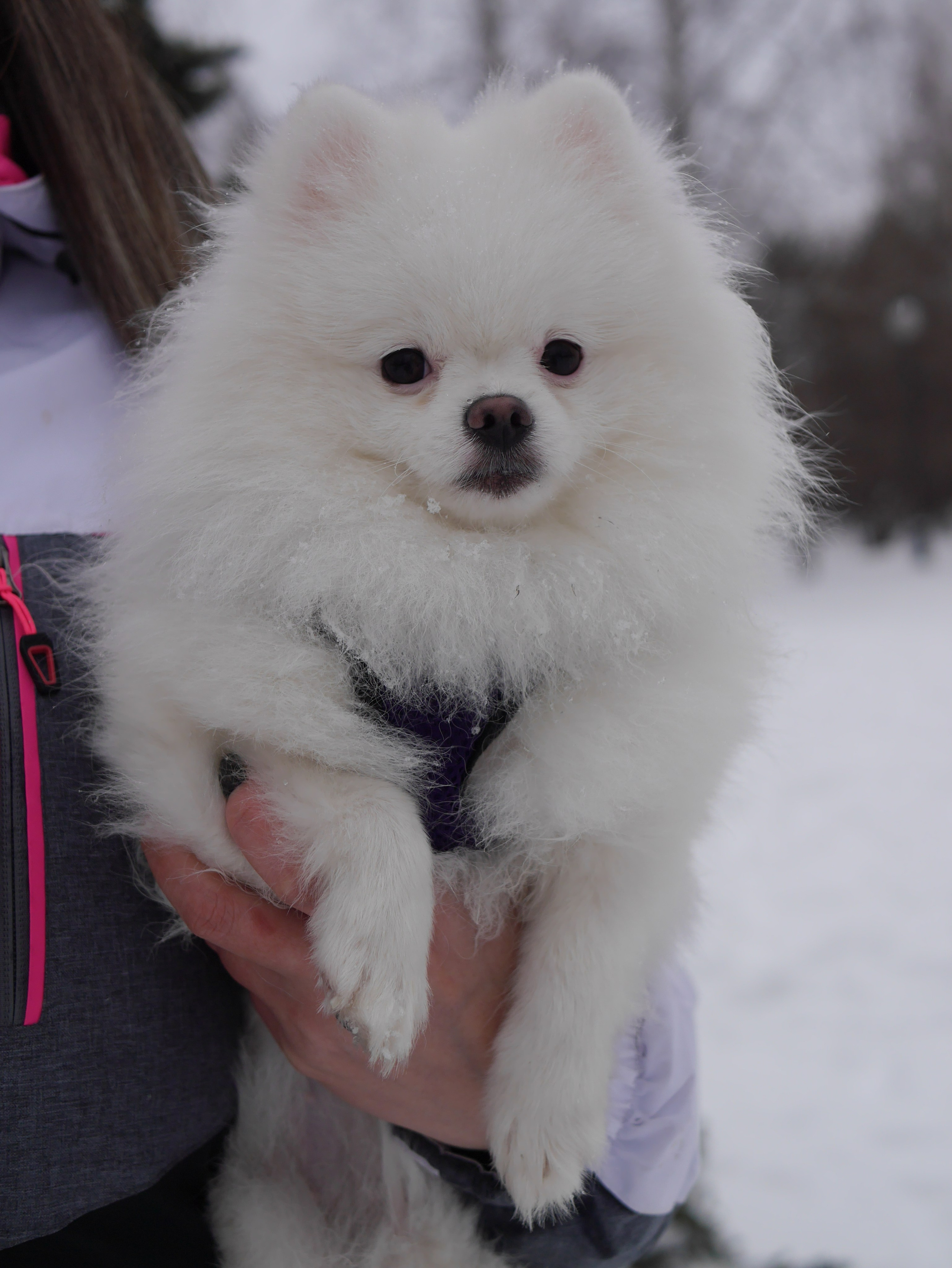 Надежда и шпицы