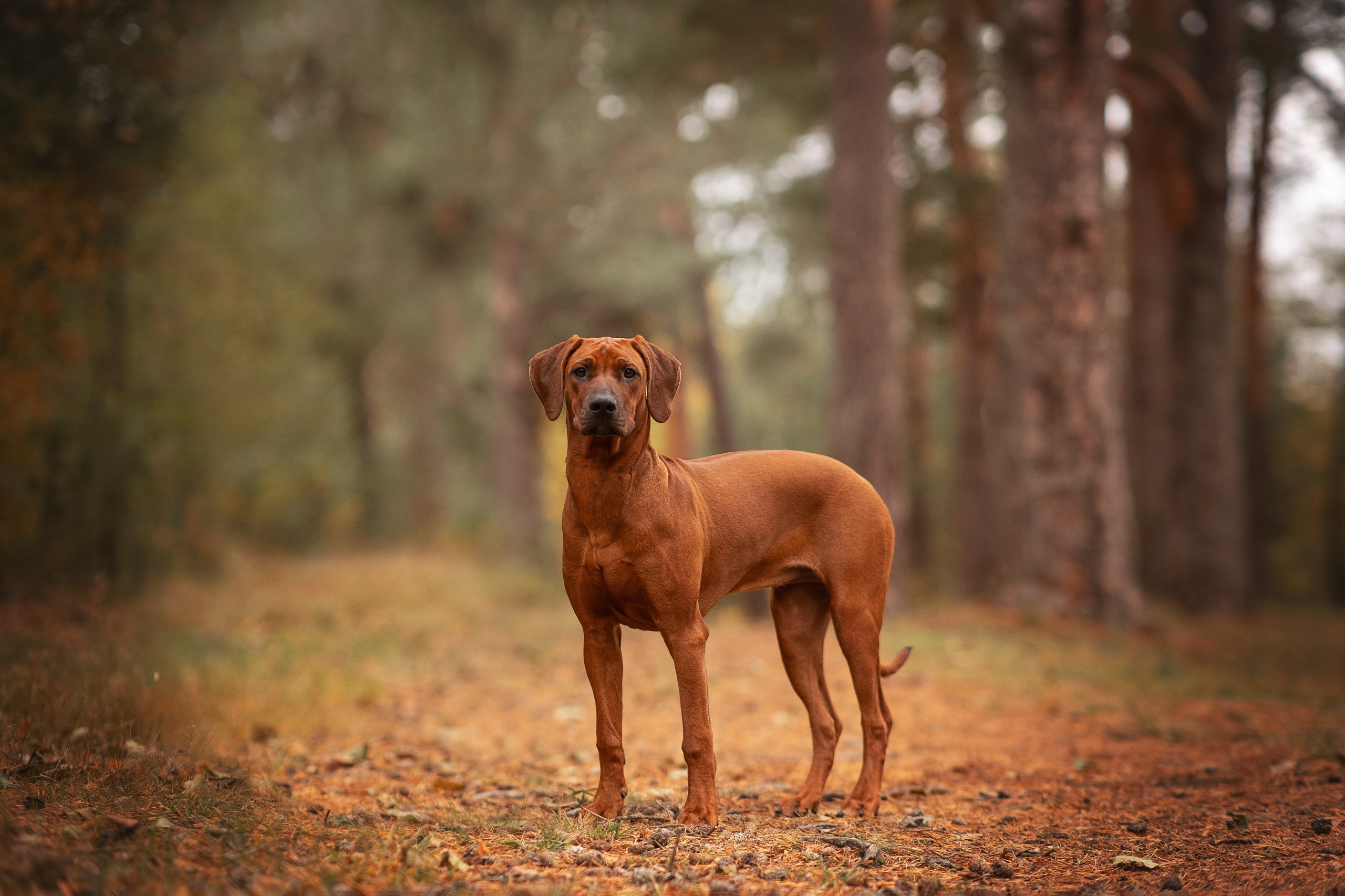 Софи. Родезийские Риджбеки в Санкт-Петербурге