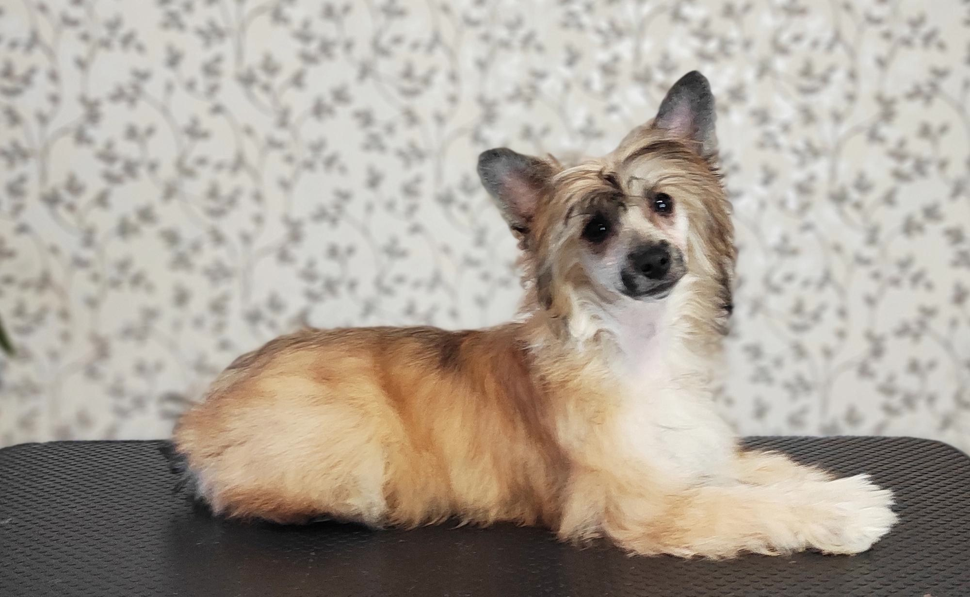 Poale Ell Chester Becomes a Dad for the First Time. Chinese Crested Dog Kennel Poale Ell