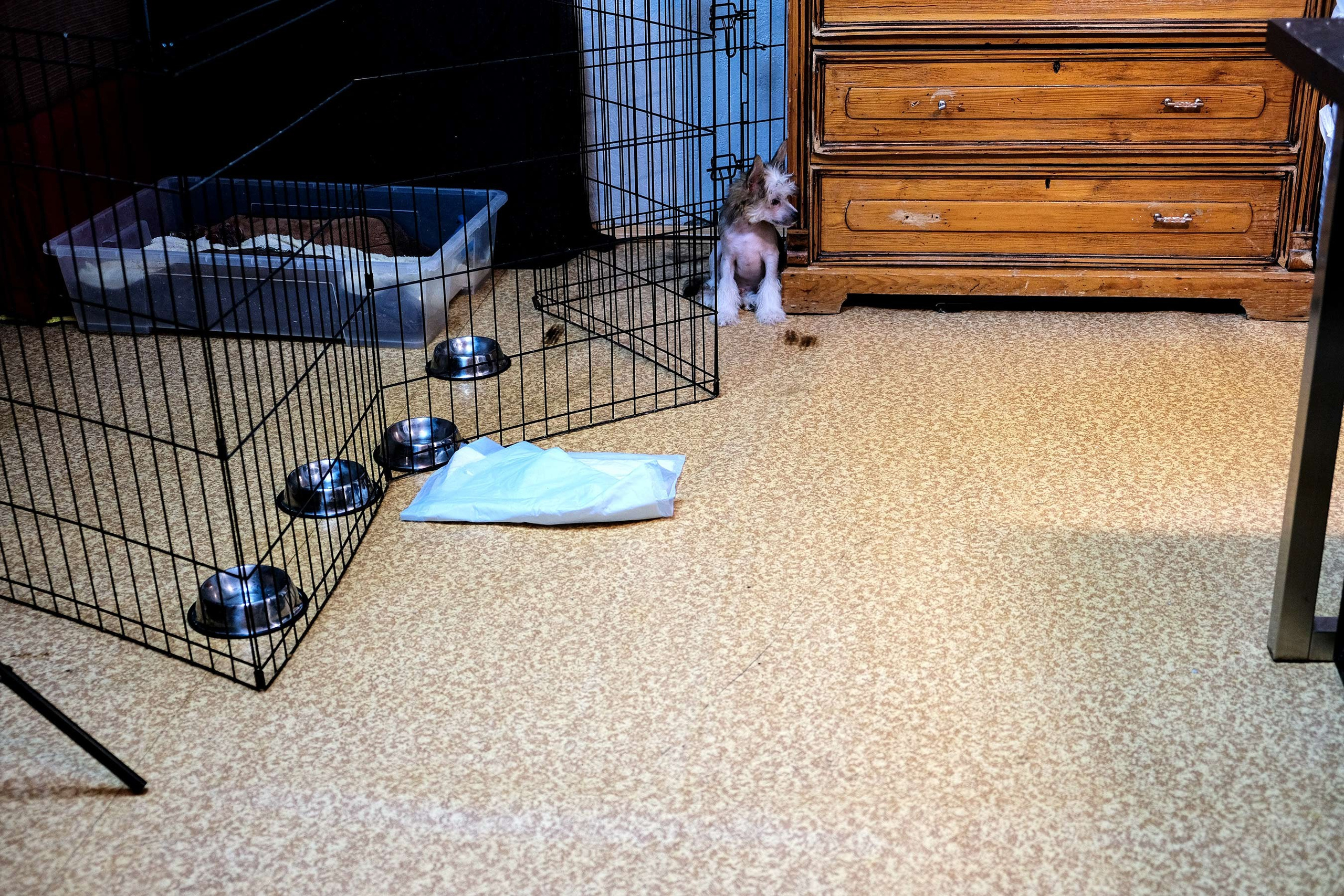 Честер, примерный щенок. Питомник китайских хохлатых собак Poale Ell: купить щенка в питомнике