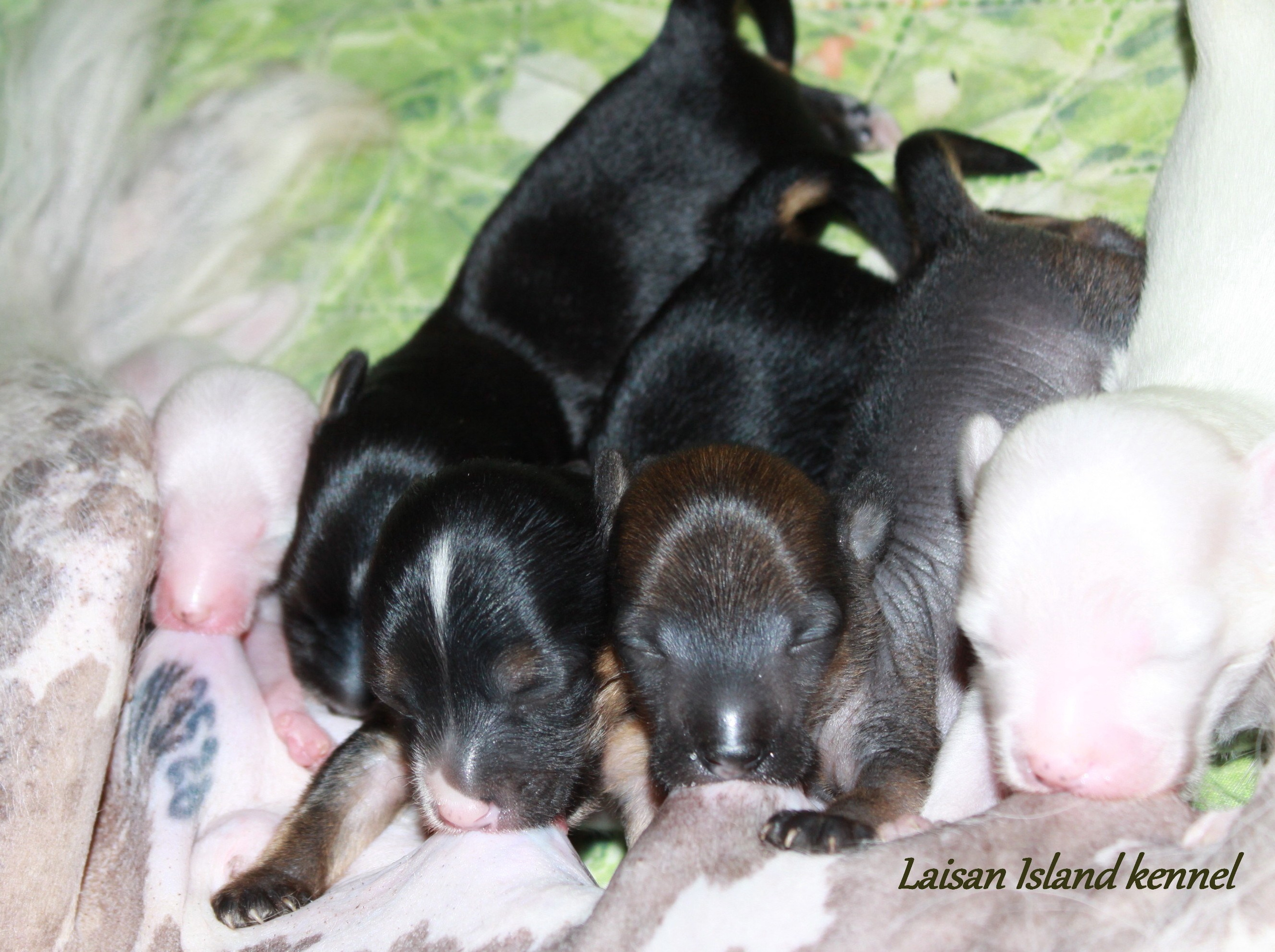 The puppies are one week old