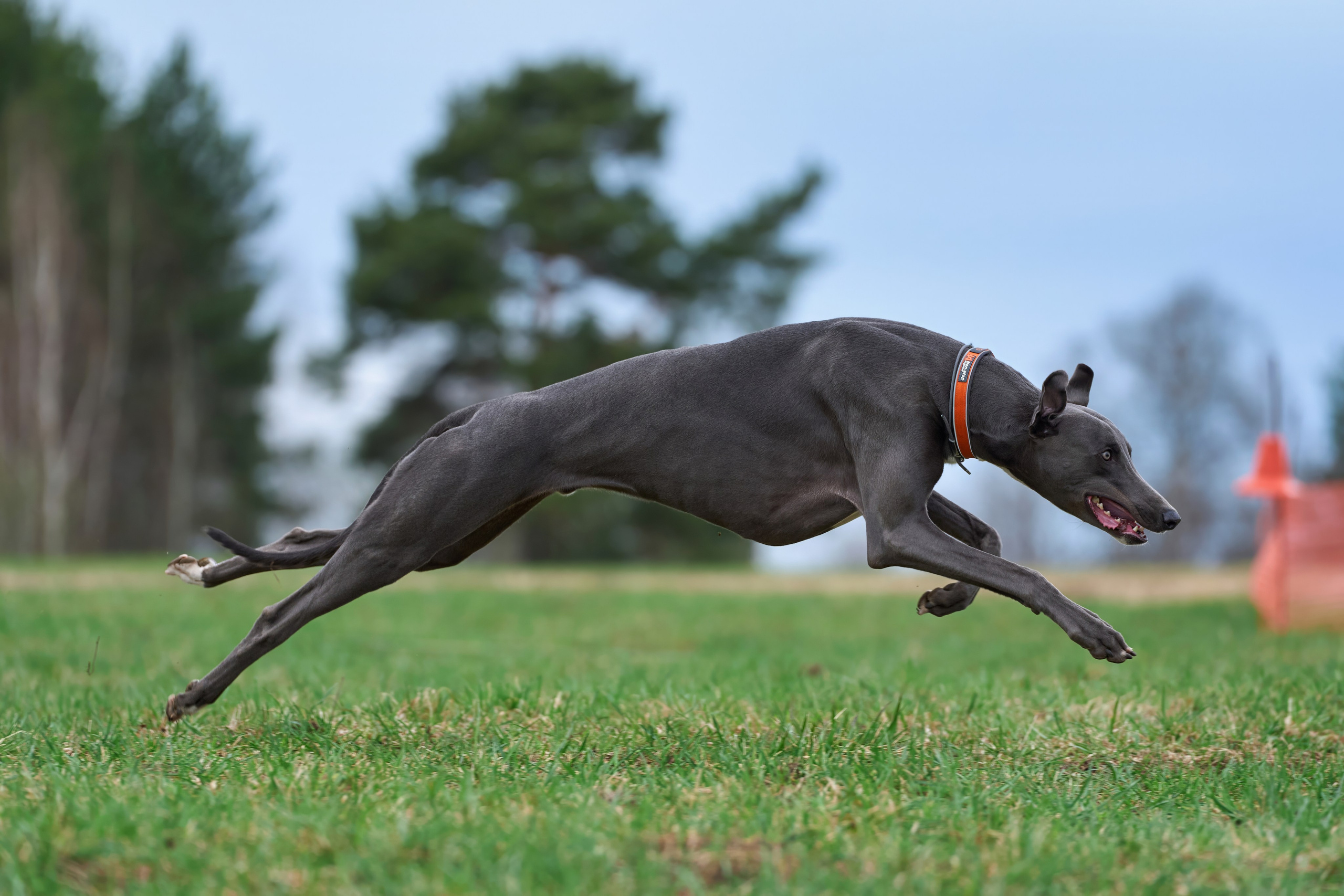 Квалификация по рейсингу. Фотограф-анималист Михаил Манухин