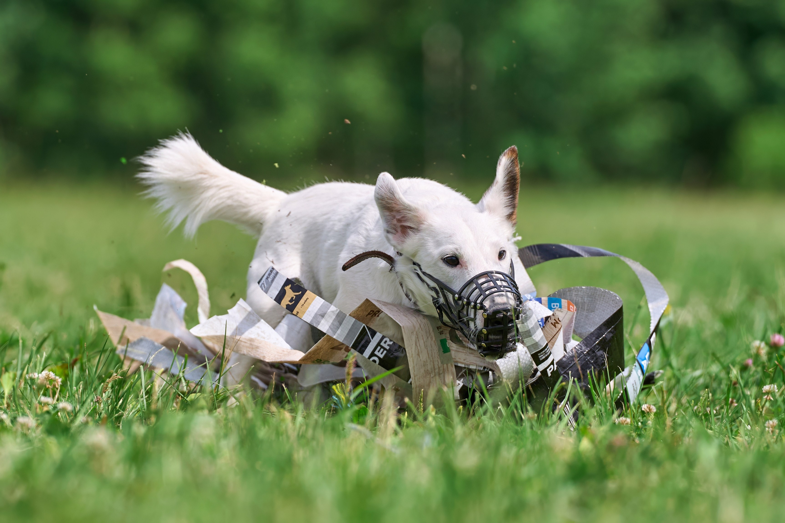 Тренировка по курсингу в Донино. Фотограф-анималист Михаил Манухин