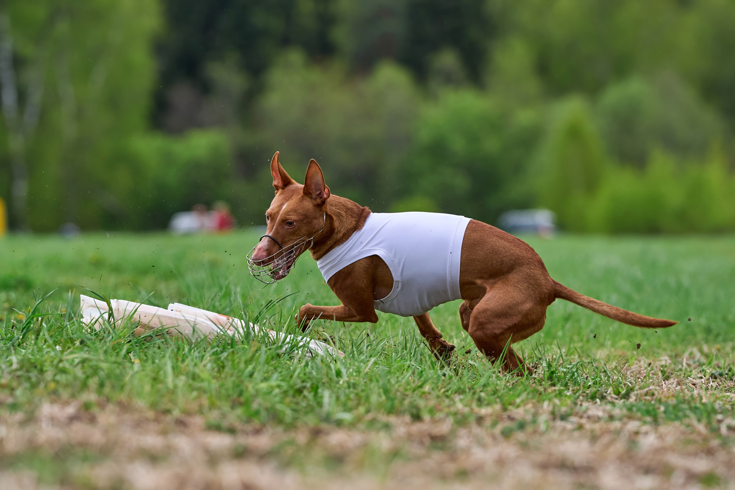 ПЧРКФ по курсингу. Фотограф-анималист Михаил Манухин