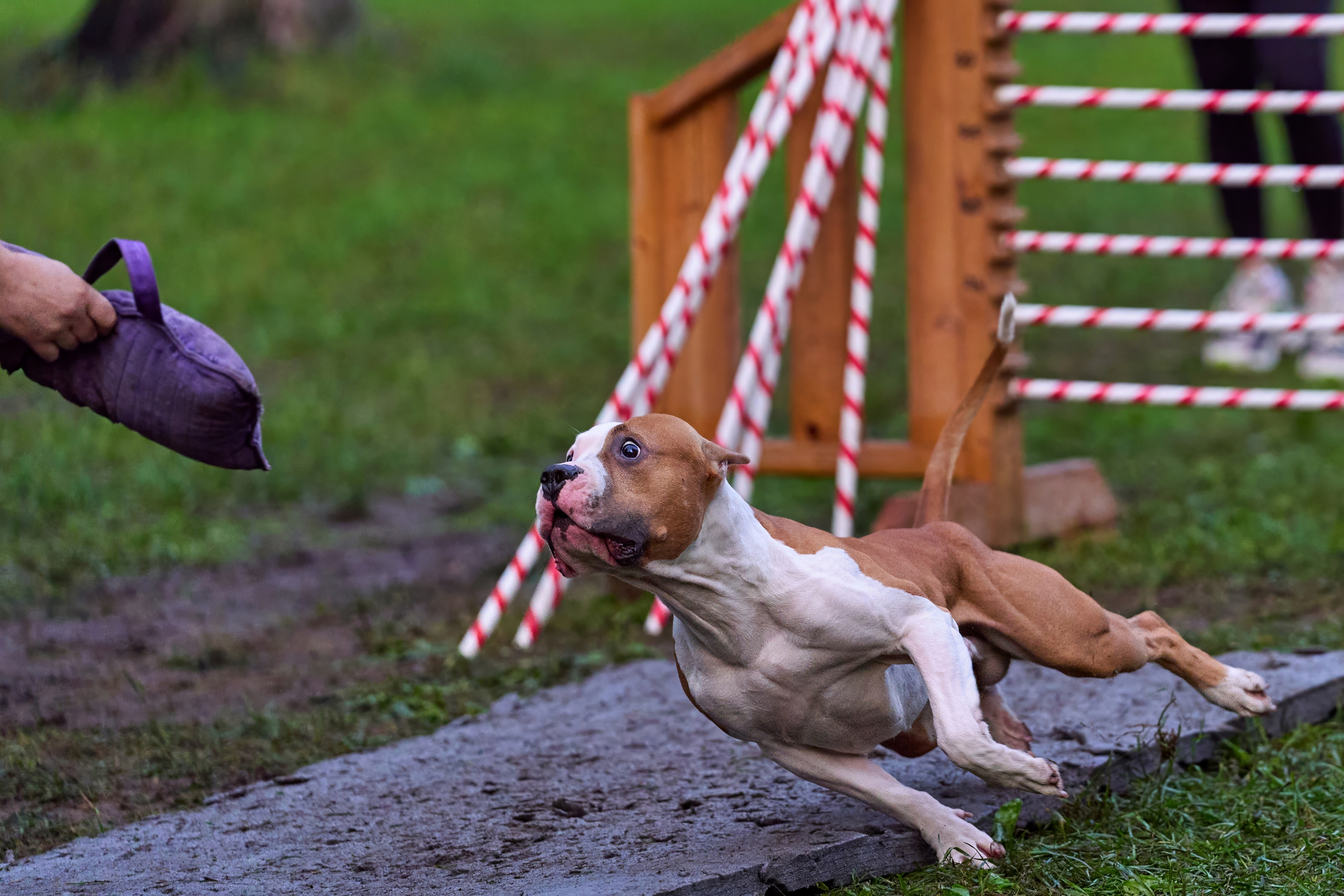 Jump'n'Gym JUMP! — 2024. Фотограф-анималист Михаил Манухин
