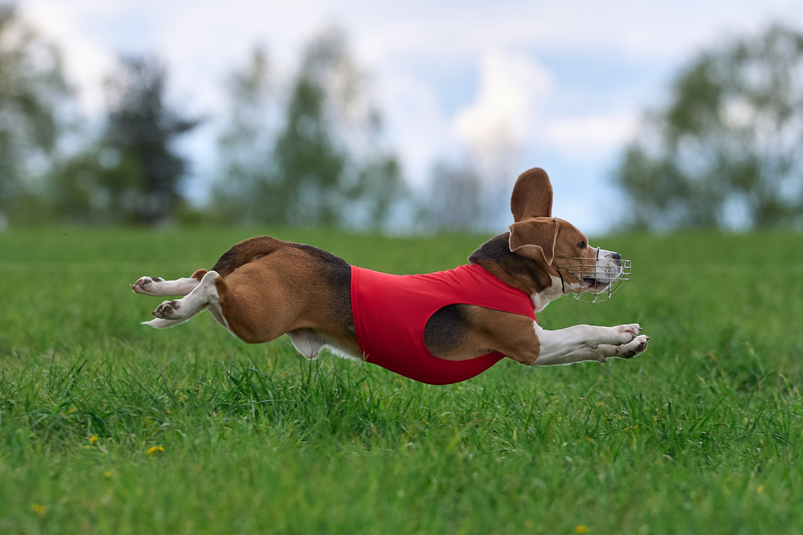 ЧРКФ по бегам за мех.приманкой. Фотограф-анималист Михаил Манухин