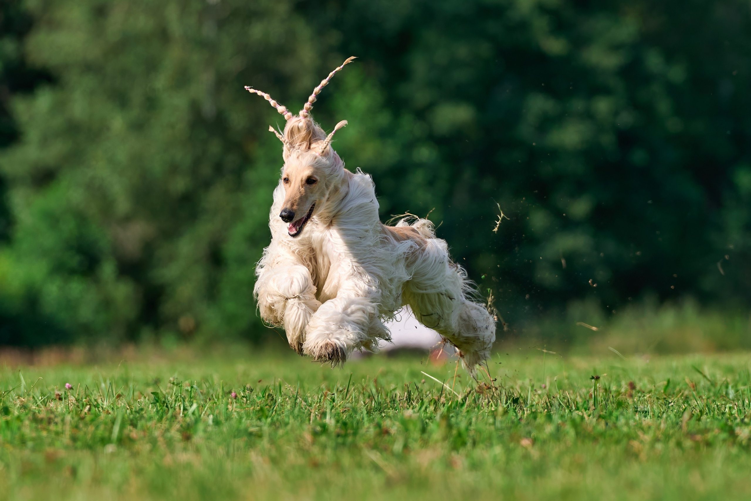 Тренировка в Донино. Фотограф-анималист Михаил Манухин