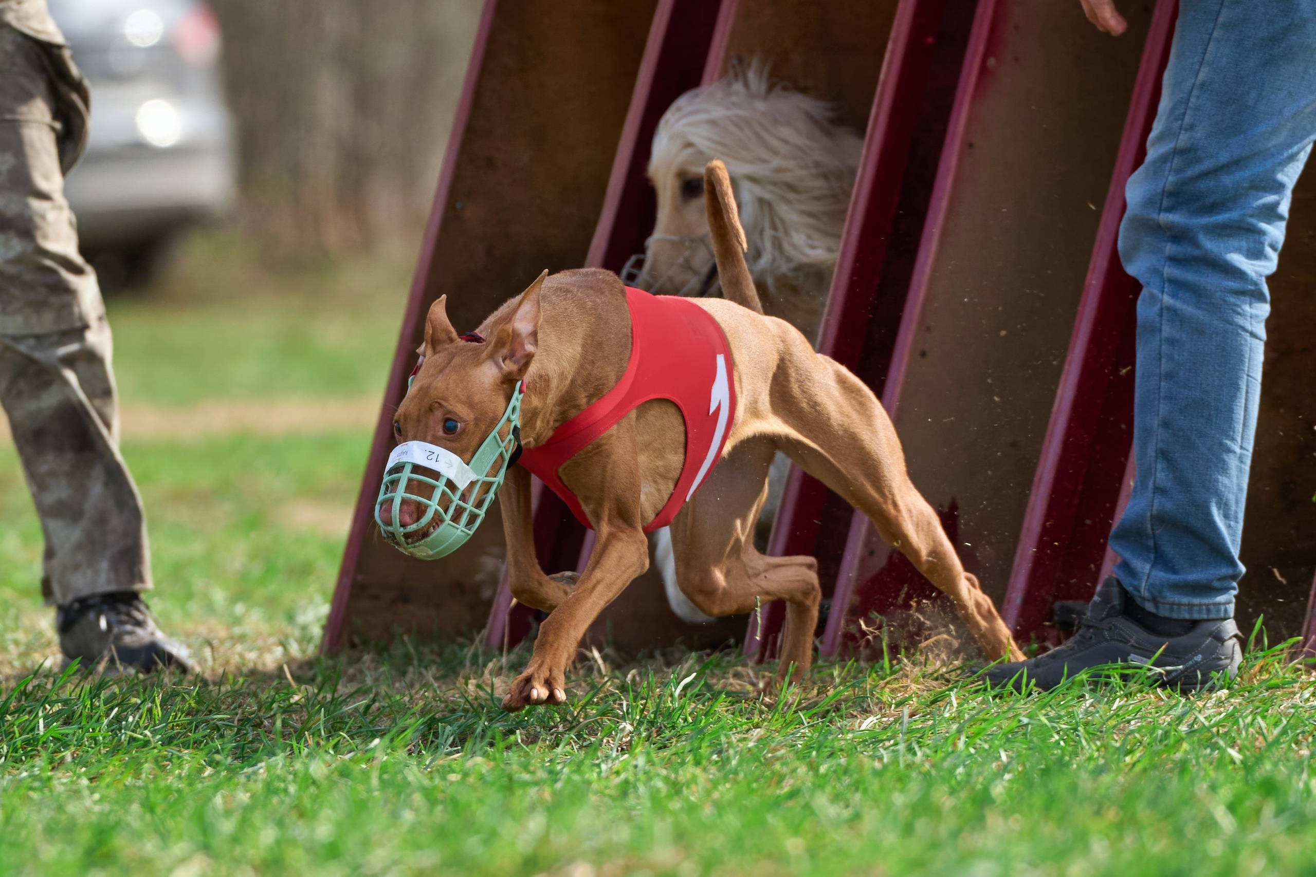 Квалификация по рейсингу. Фотограф-анималист Михаил Манухин