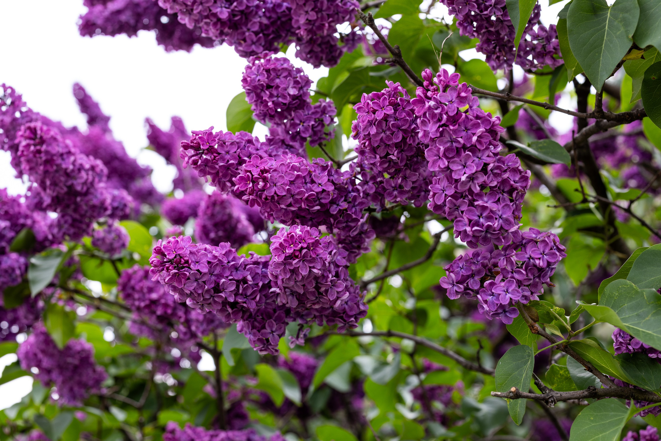 Фокус внимания. Главная