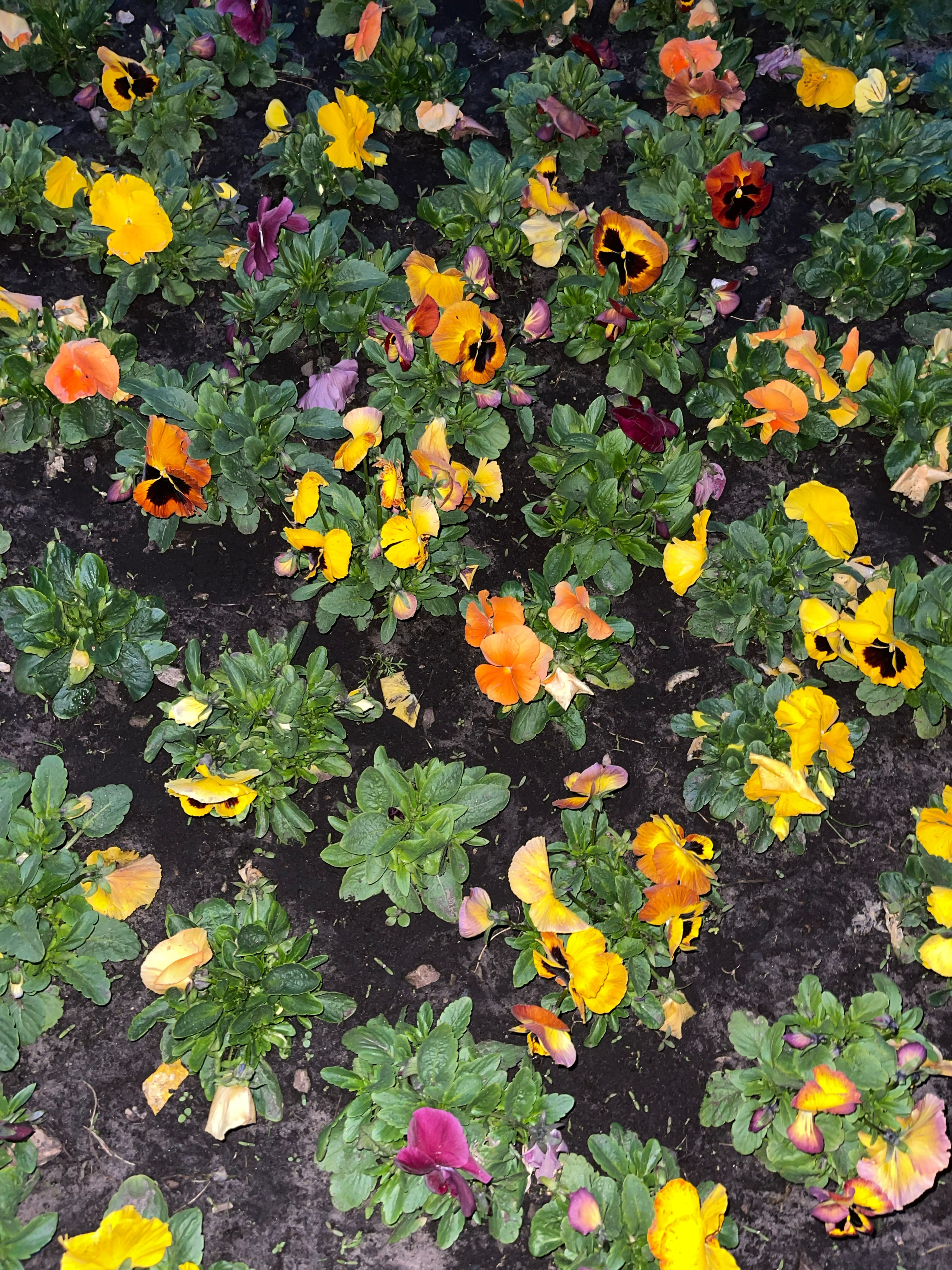 HEYDAY. Daria Blinova