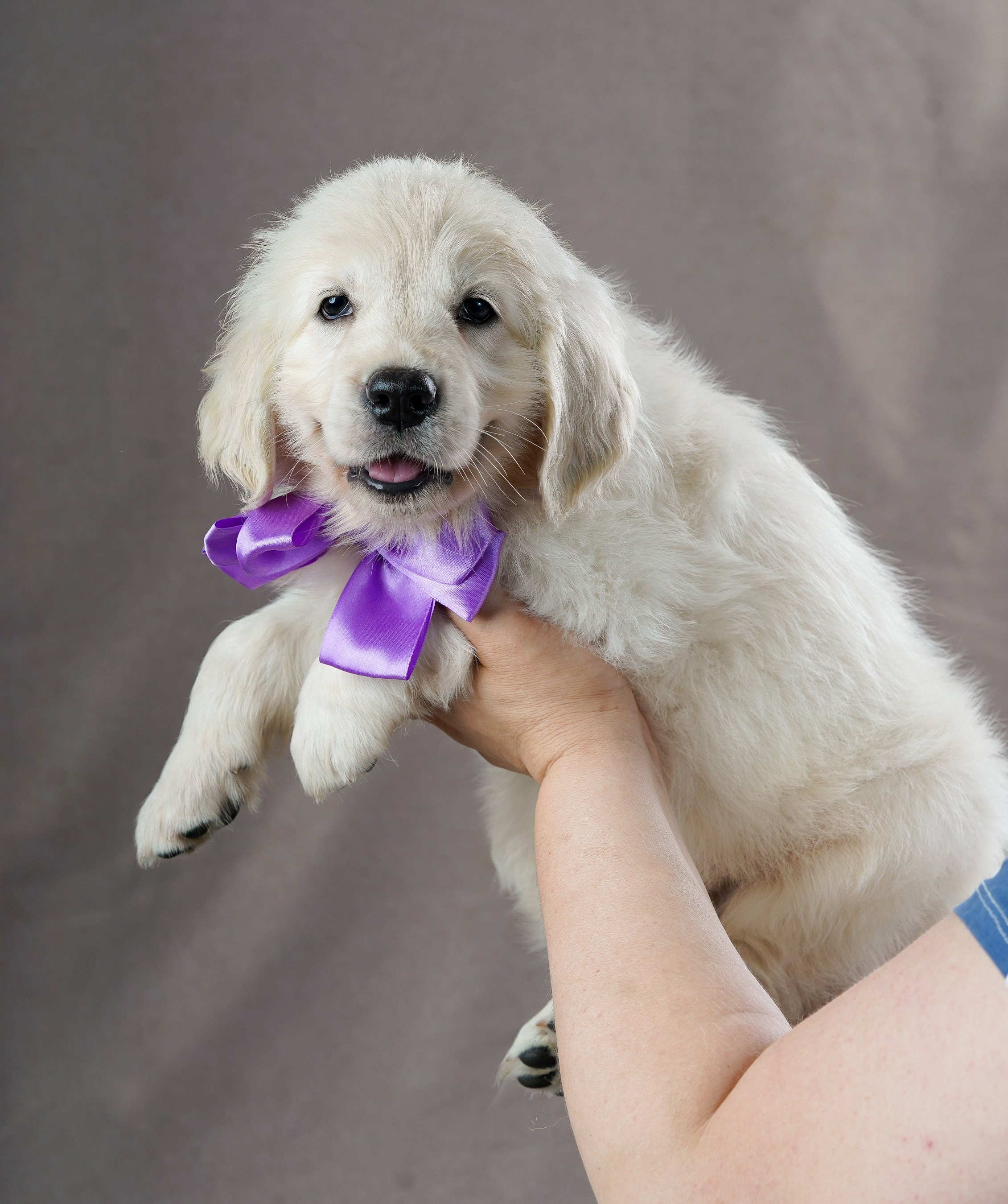 съемка собак, съемка щенков , съемка собак для авито, съемка щенков для авито, грумминг, фотограф животных. фотограф собак,съемка собак Нижний Новгород, съемка собак Бор,