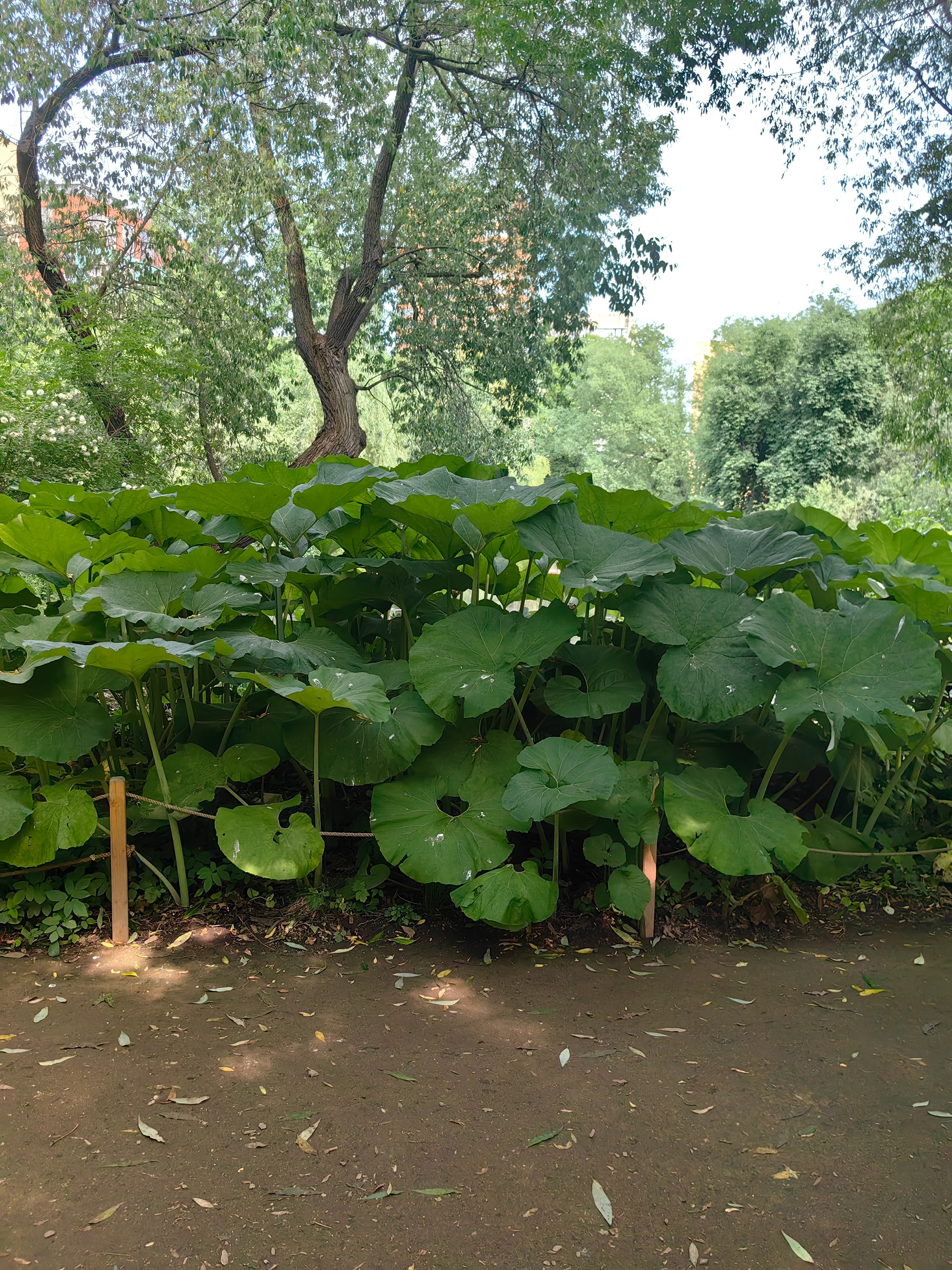 Парк АПТЕКАРСКИЙ ОГОРОД обзор. Фотограф в Москве и Московской области (Ю-В) Олеся Макарова