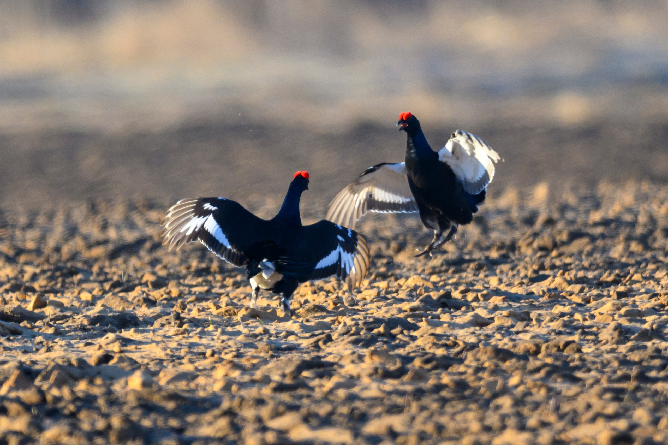Тетерева, пищуха и лунь. Wildlife photography by Sergey Puponin