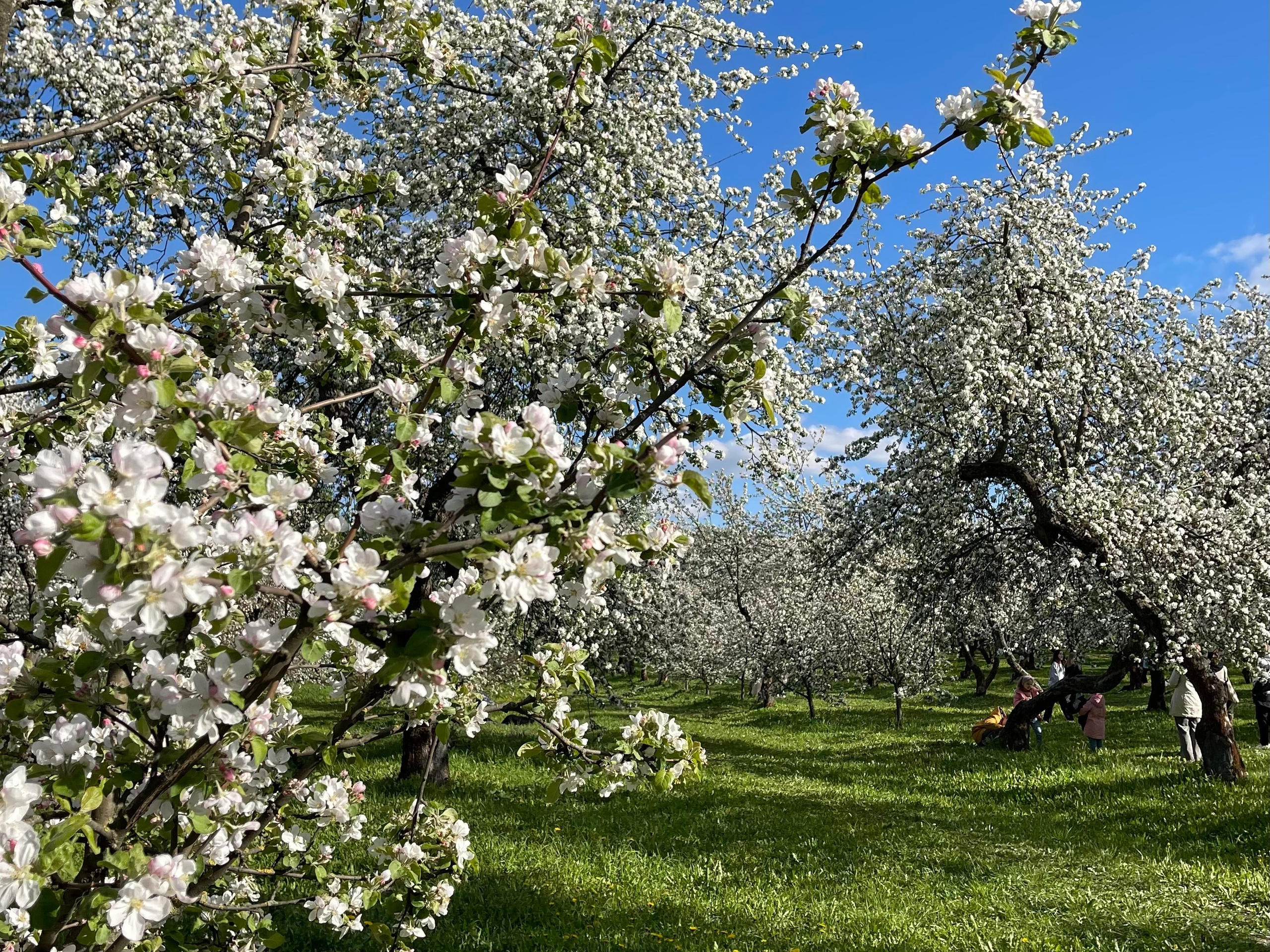 Коломенское. Экскурсовод по Москве Беляева Валентина