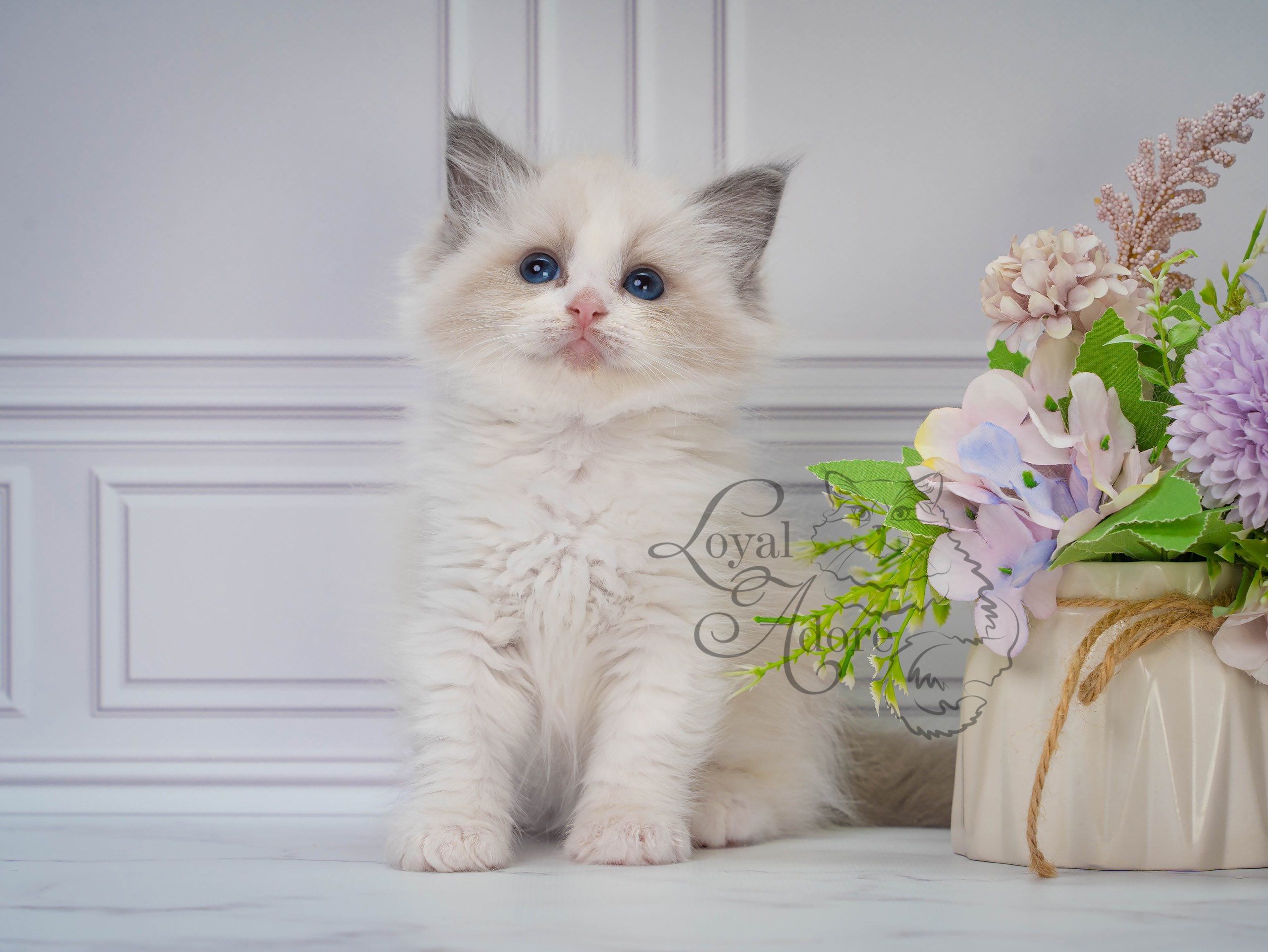 Котята рэгдолл от Loyal Adore. Питомник рэгдолл Loyal Adore