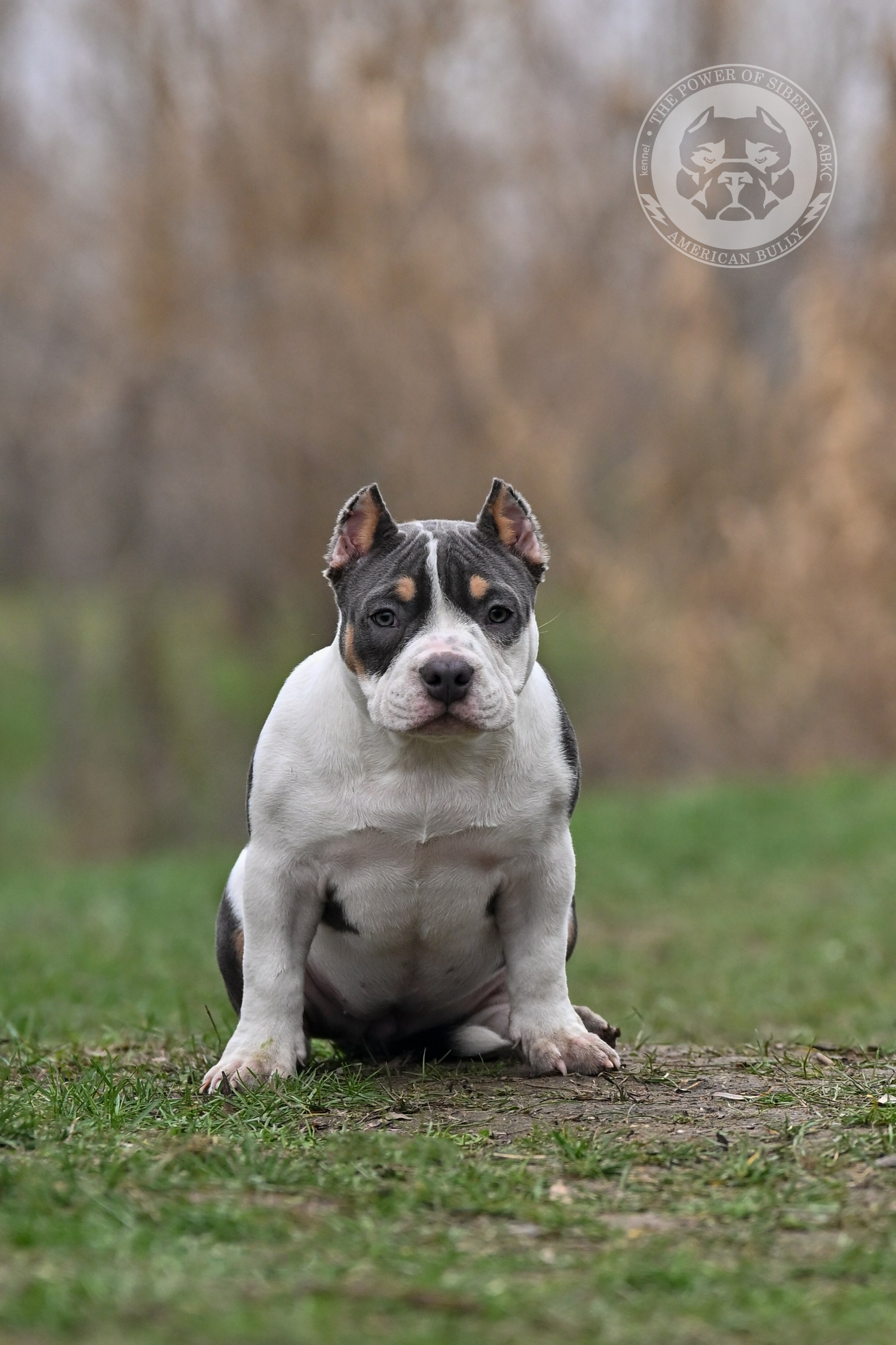 Все свободные щенки. Американский Булли в г. Ростов-на-Дону. Питомник THE POWER OF SIBERIA