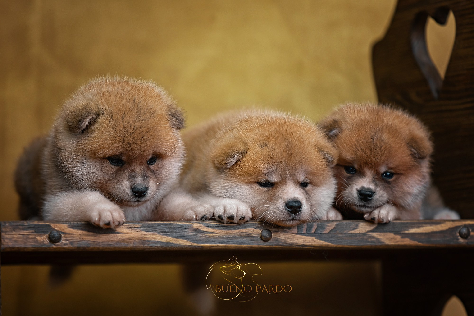 Щенки японской акита ину из питомника. Питомник собак Акита, Хаски, Корги