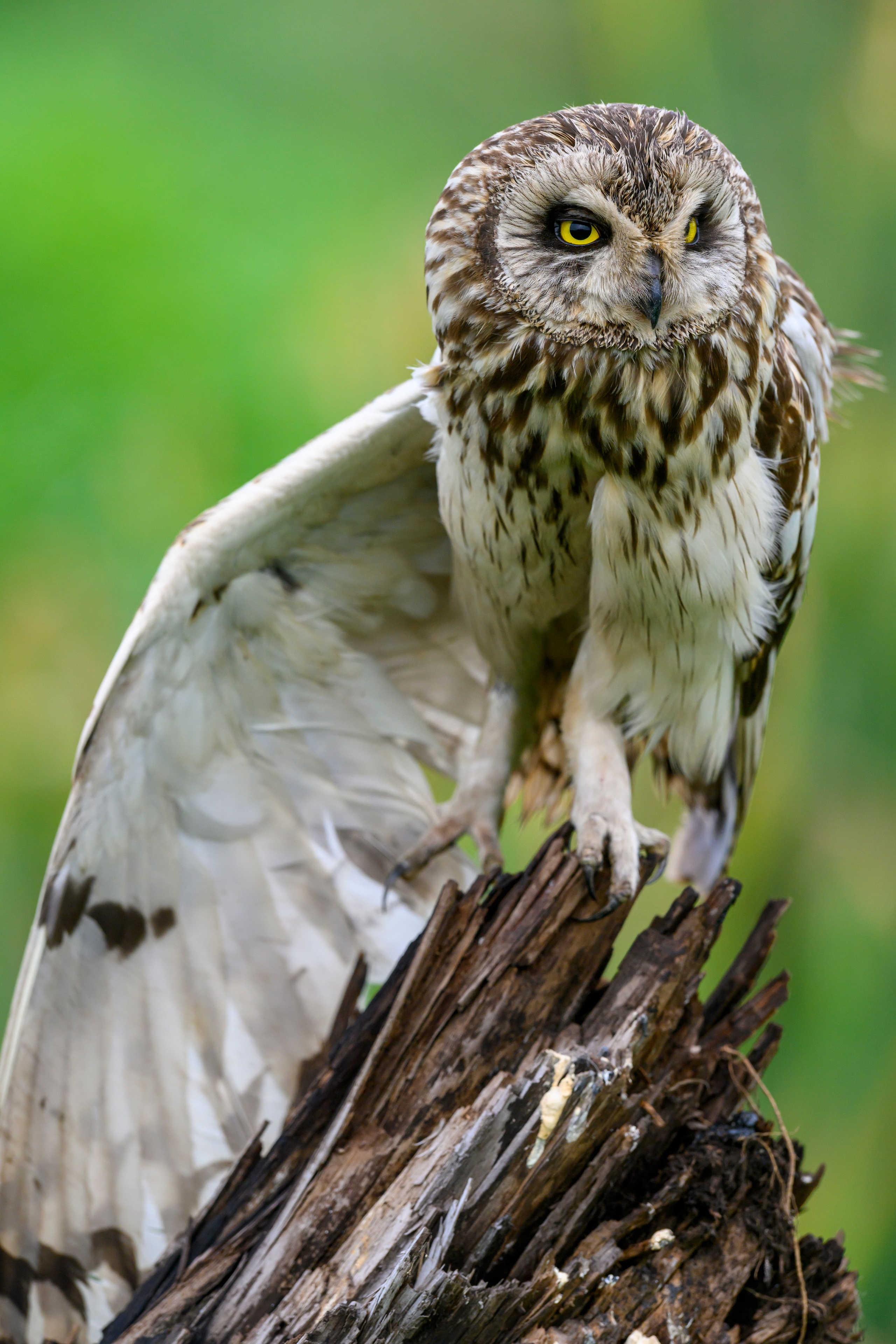 Эмоции совы. The emotions of the Owl. Wildlife photography by Sergey Puponin