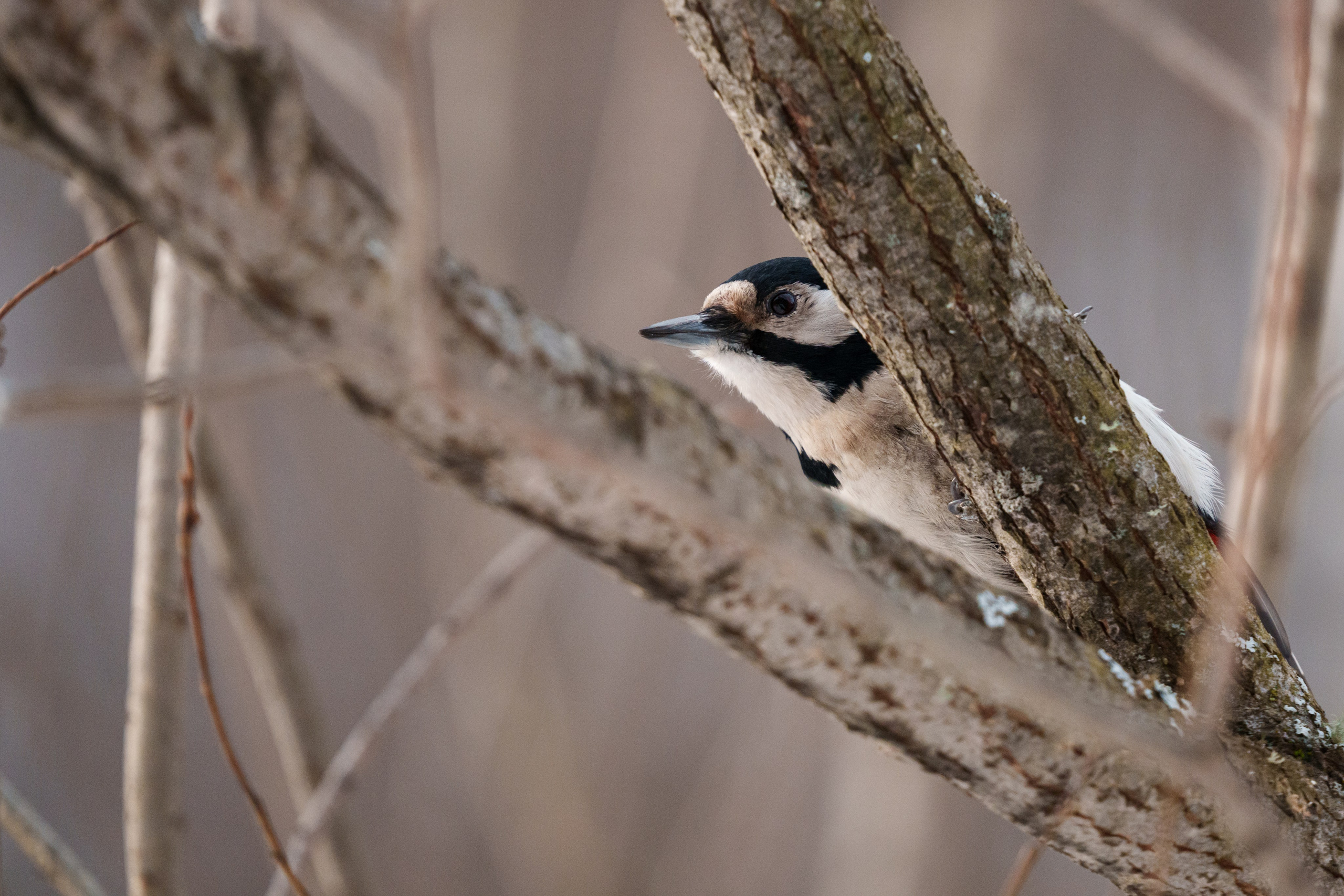 Снегирь. Донеал Скнарь — концертный фотограф