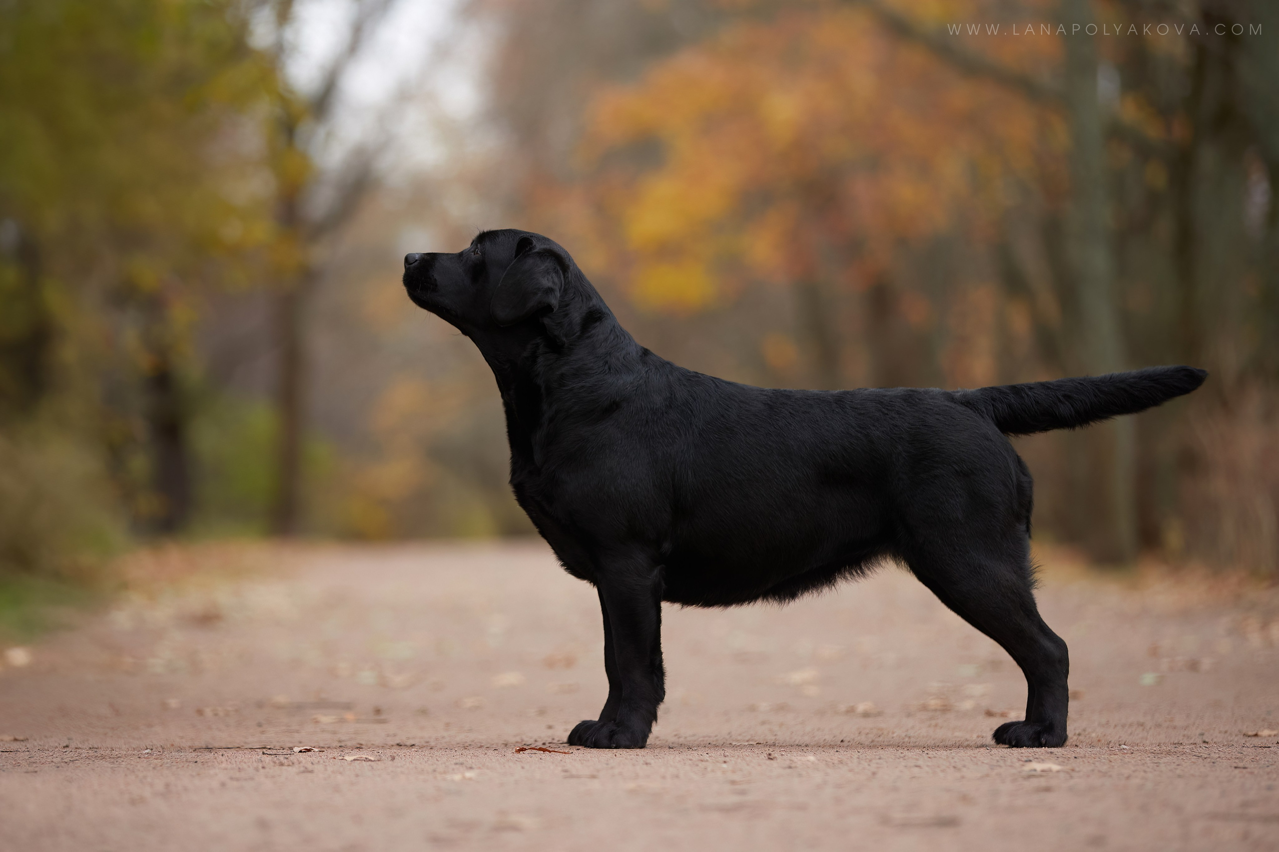 ВЫЕЗДНЫЕ ФОТОСЕССИИ СОБАК. ФОТОГРАФ-АНИМАЛИСТ l LANA POLYAKOVA
