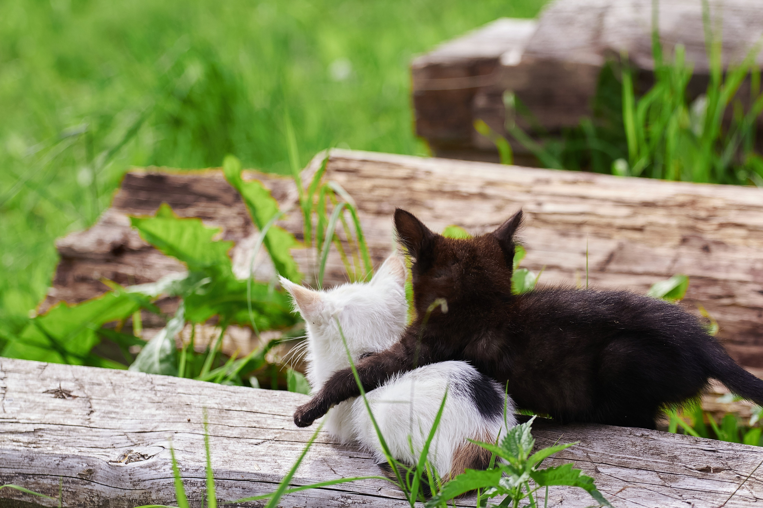 Фотограф Воронеж Александр Нечаев