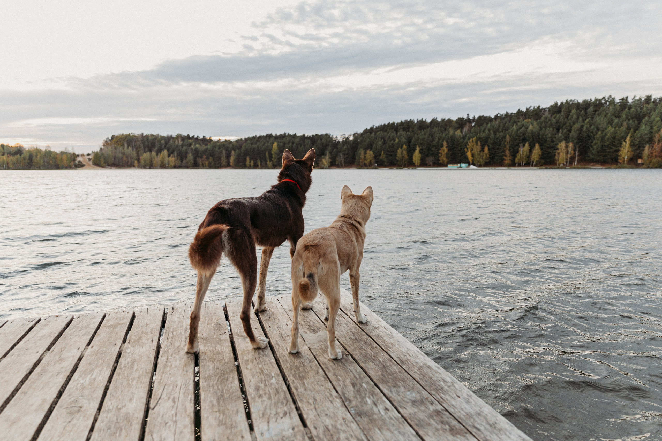 Фотограф-анималист в Москве Соломонова Варвара