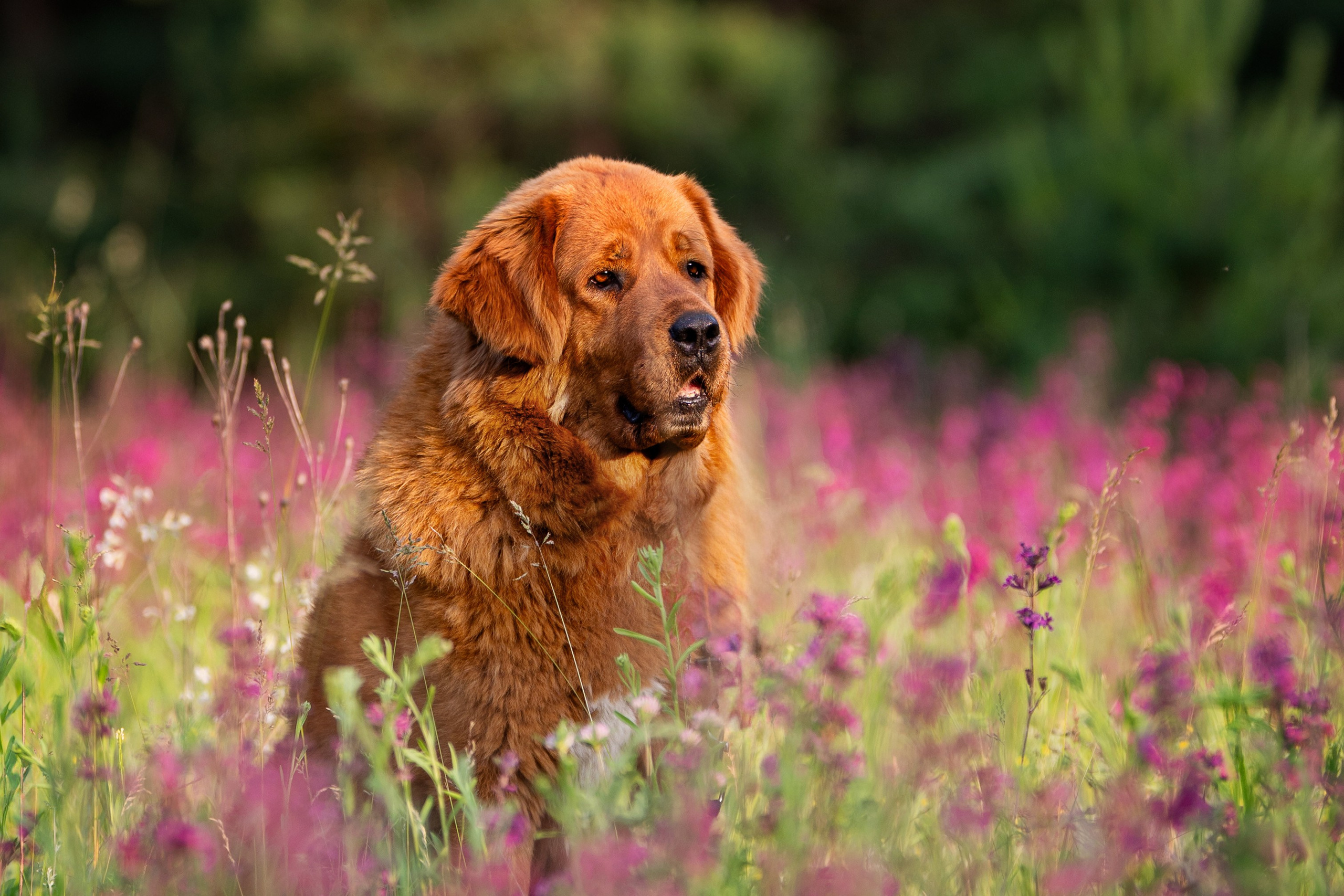 Мои Злата и Фред. -