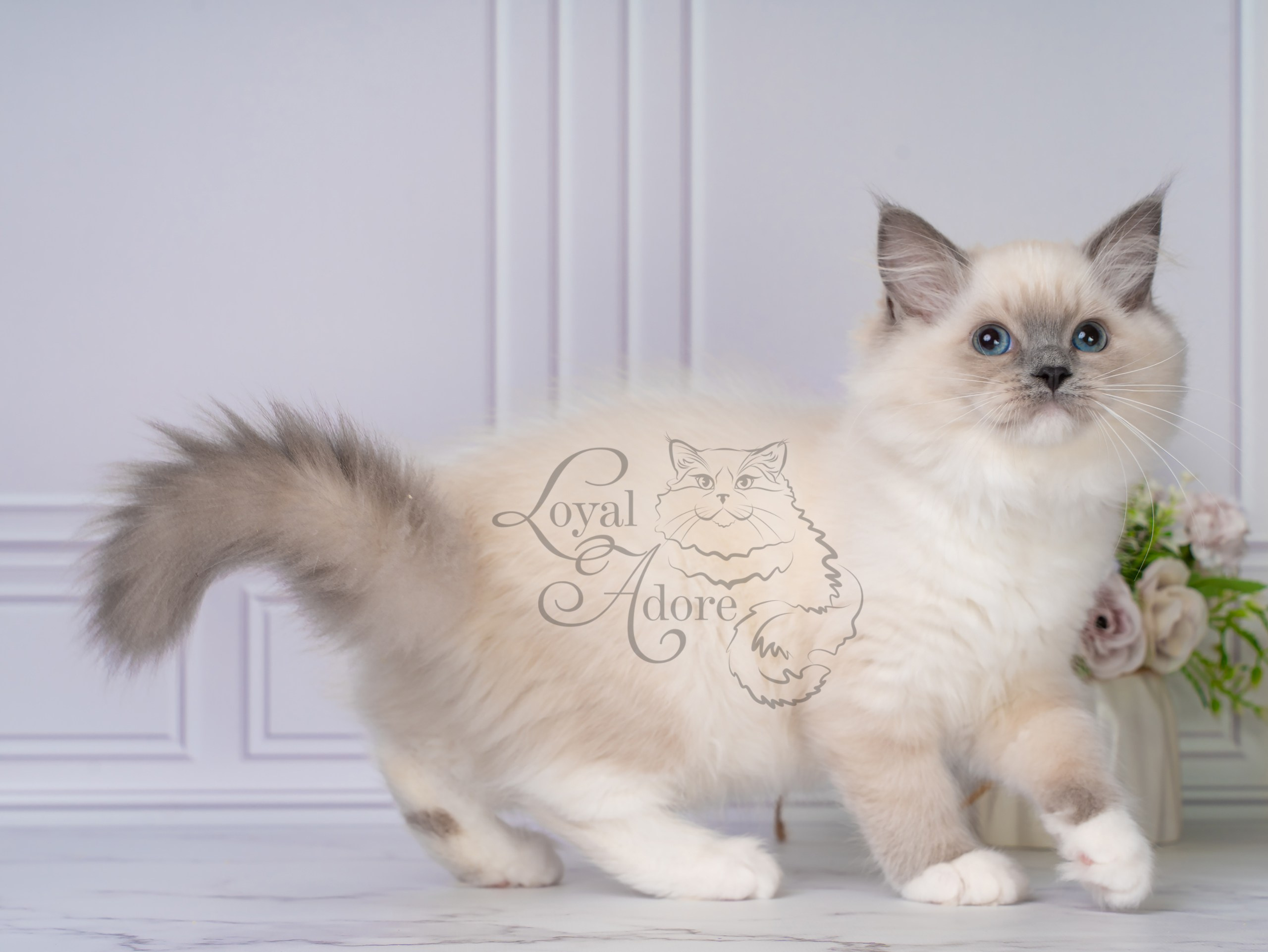 Котята рэгдолл от Loyal Adore. Питомник рэгдолл Loyal Adore