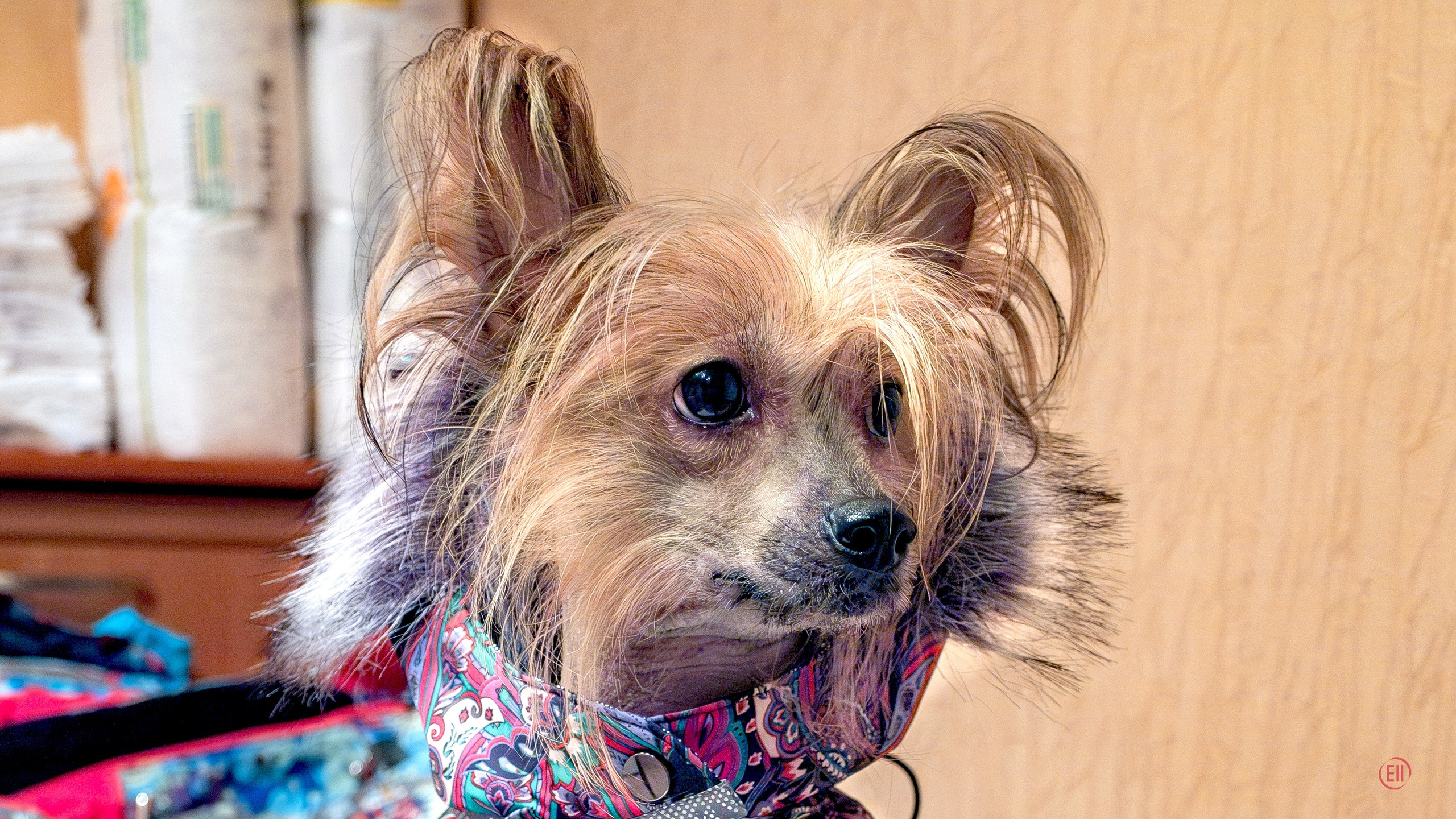 Grace goes shopping for clothes. Chinese Crested Dog Kennel Poale Ell
