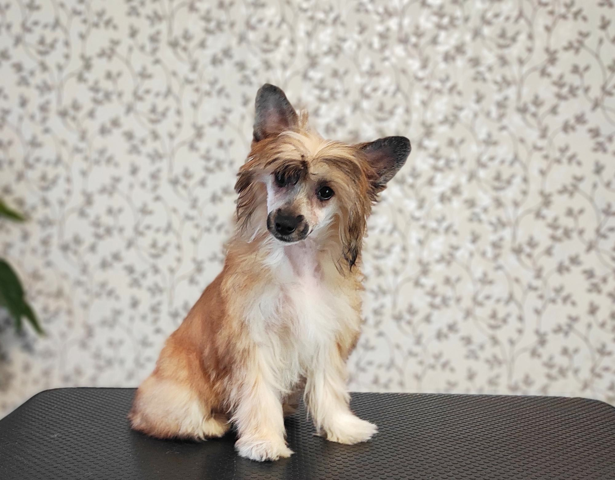 Poale Ell Chester Becomes a Dad for the First Time. Chinese Crested Dog Kennel Poale Ell