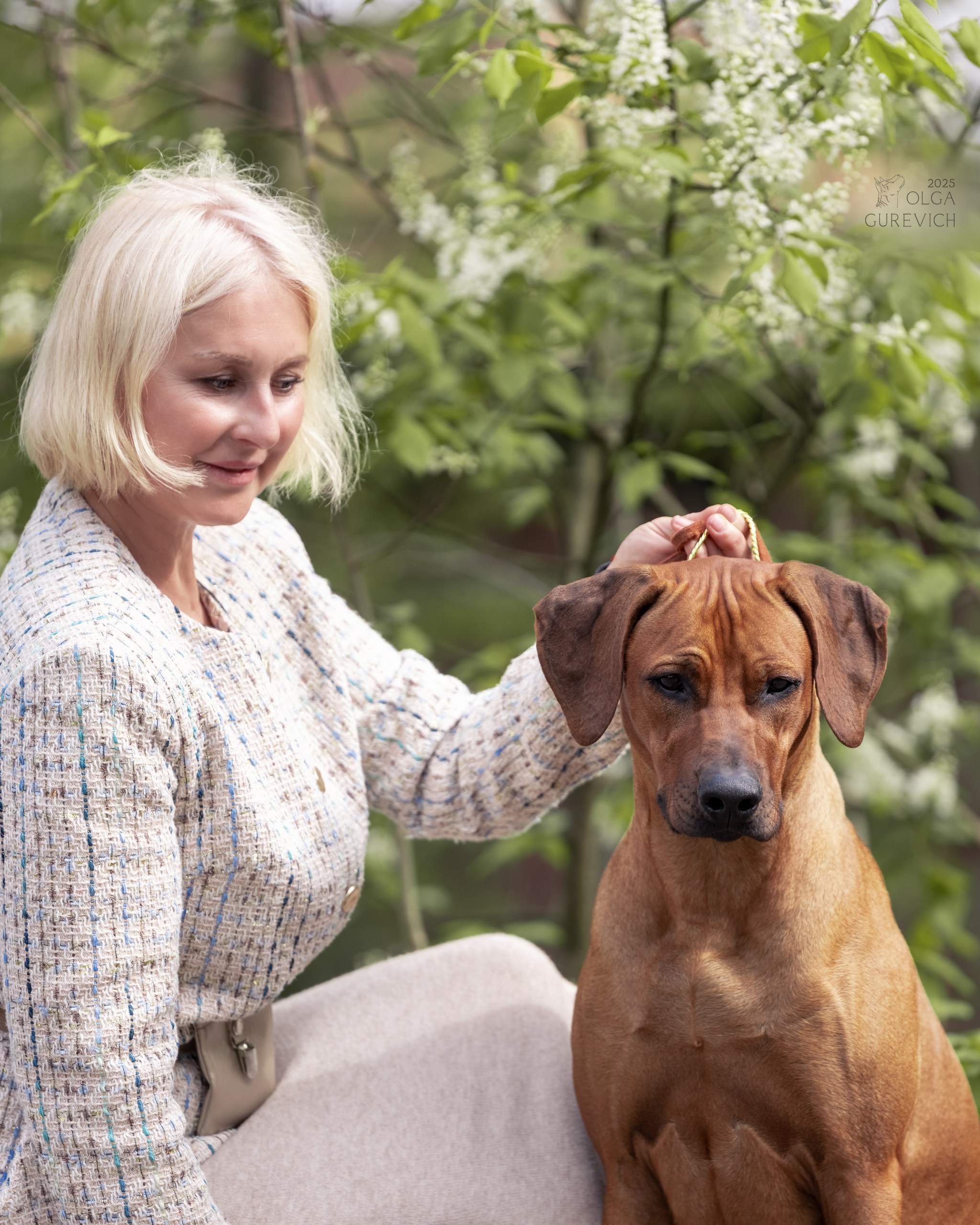 Родезийские Риджбеки в Санкт-Петербурге