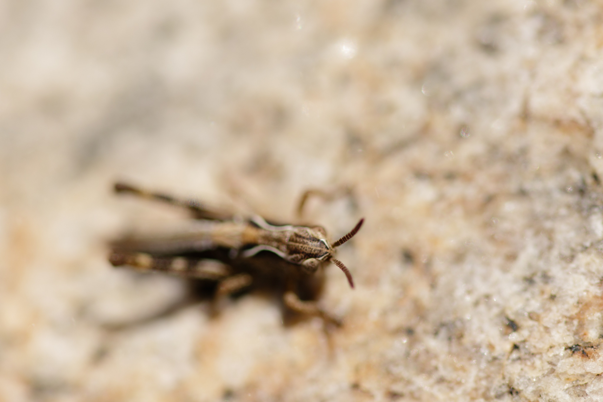 Горный Алтай. Фотограф Кирилл Мешков Кемерово