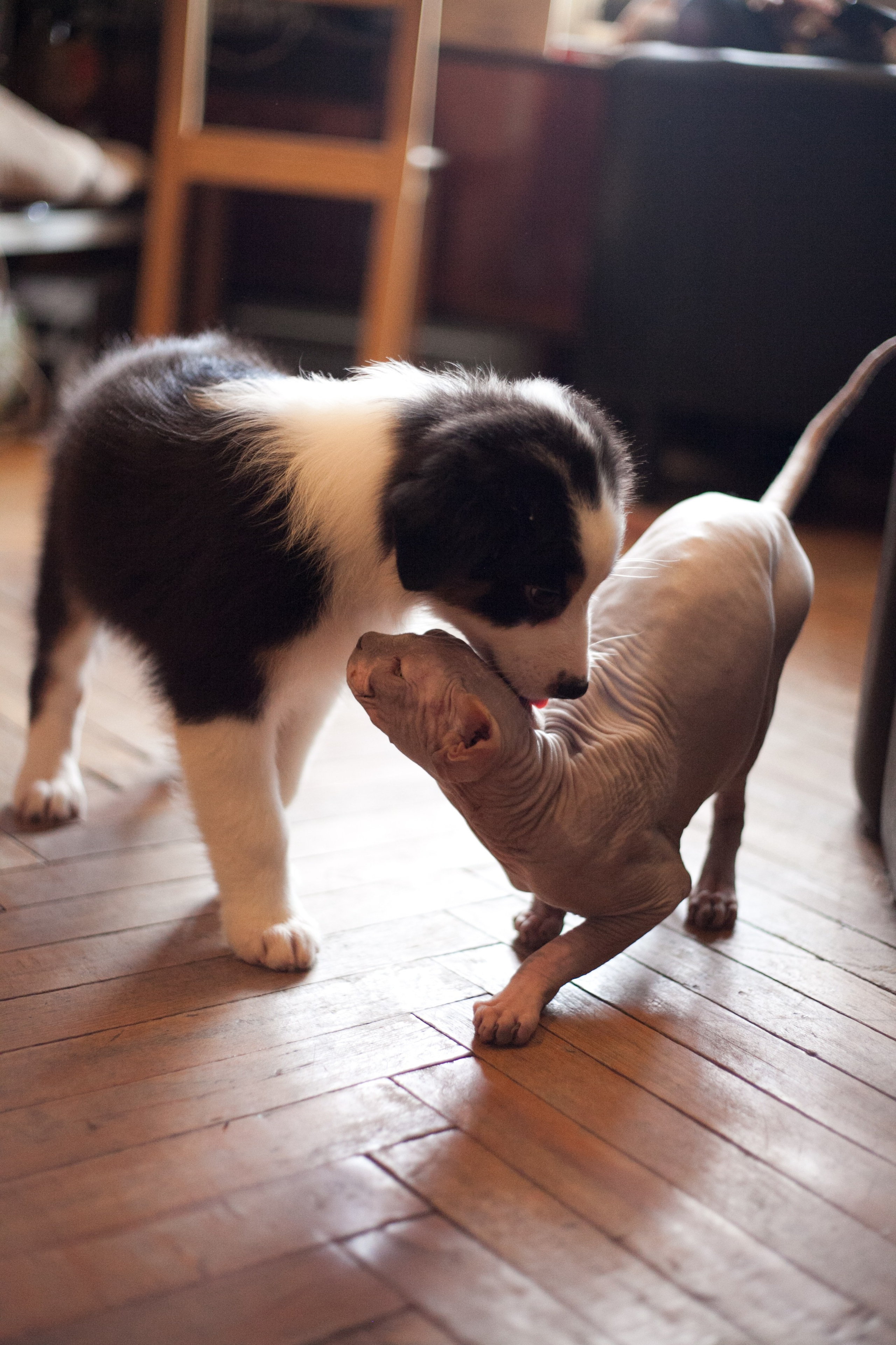 Ива. BLGKV питомник собак