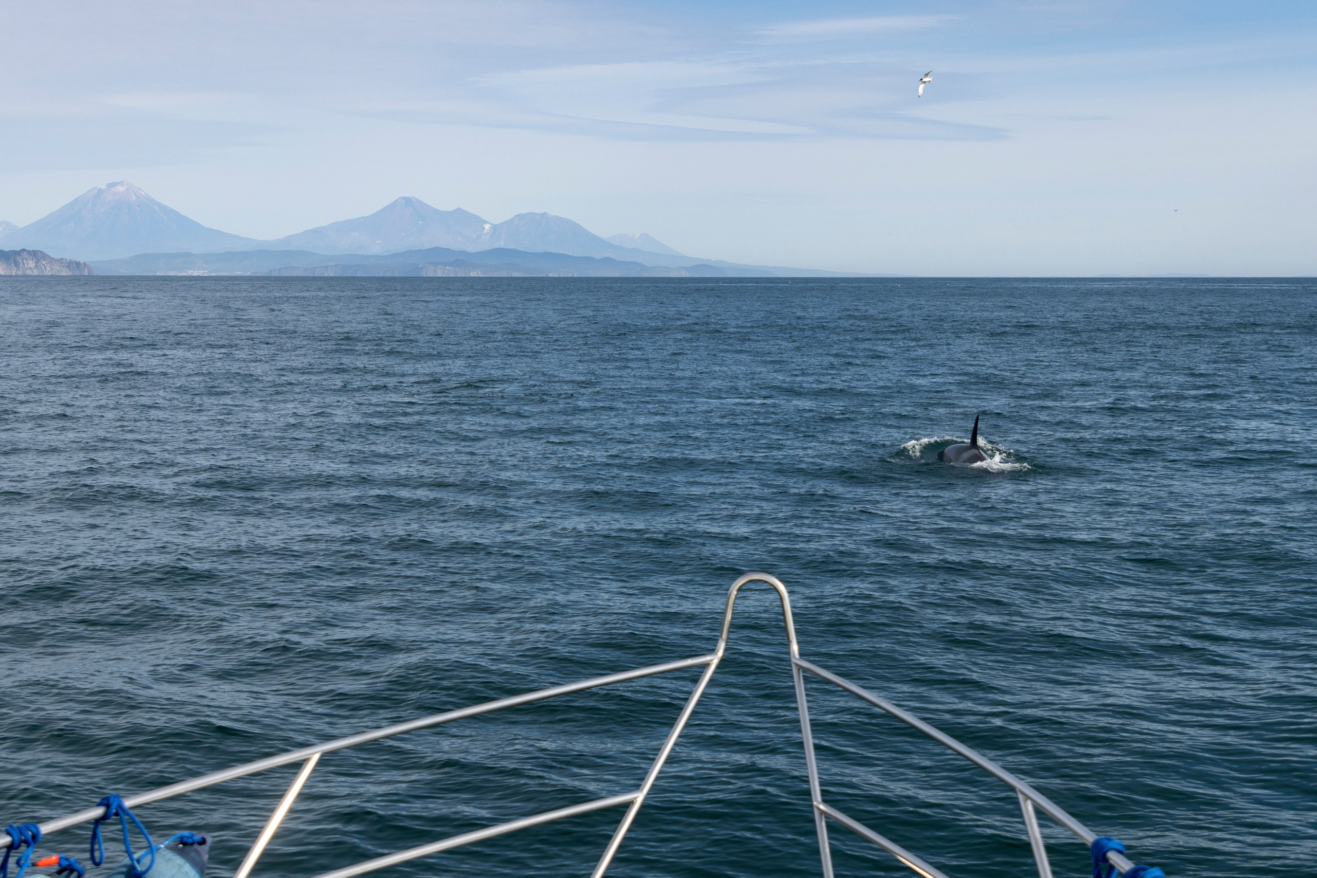 Русская бухта — дикая природа и морские маршруты Камчатки. Время Камчатки: чтобы найти свой путь, нужно скорость умножить на время