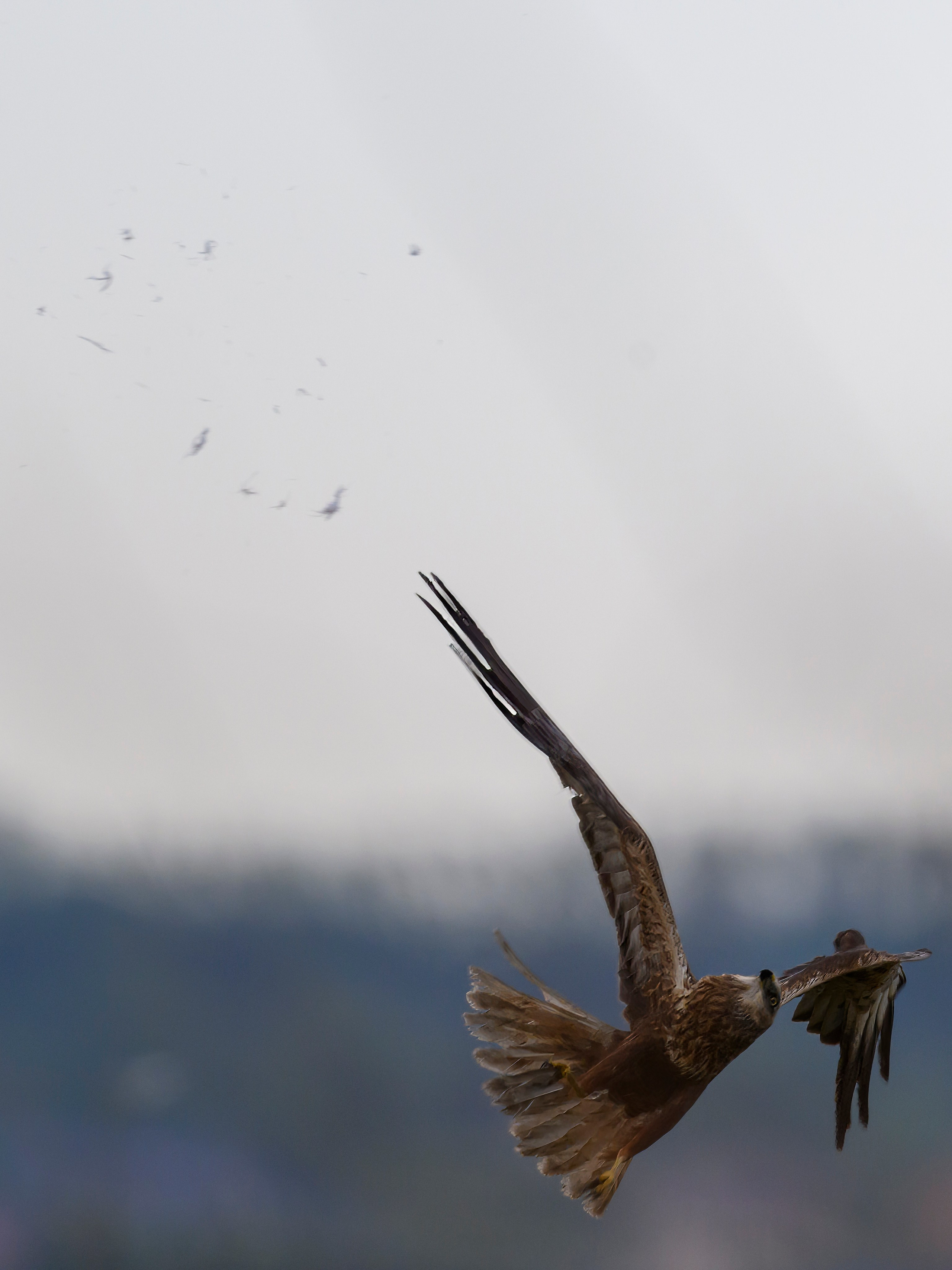 Охота сов и схватка с лунем. Фотограф Сергей Пупонин