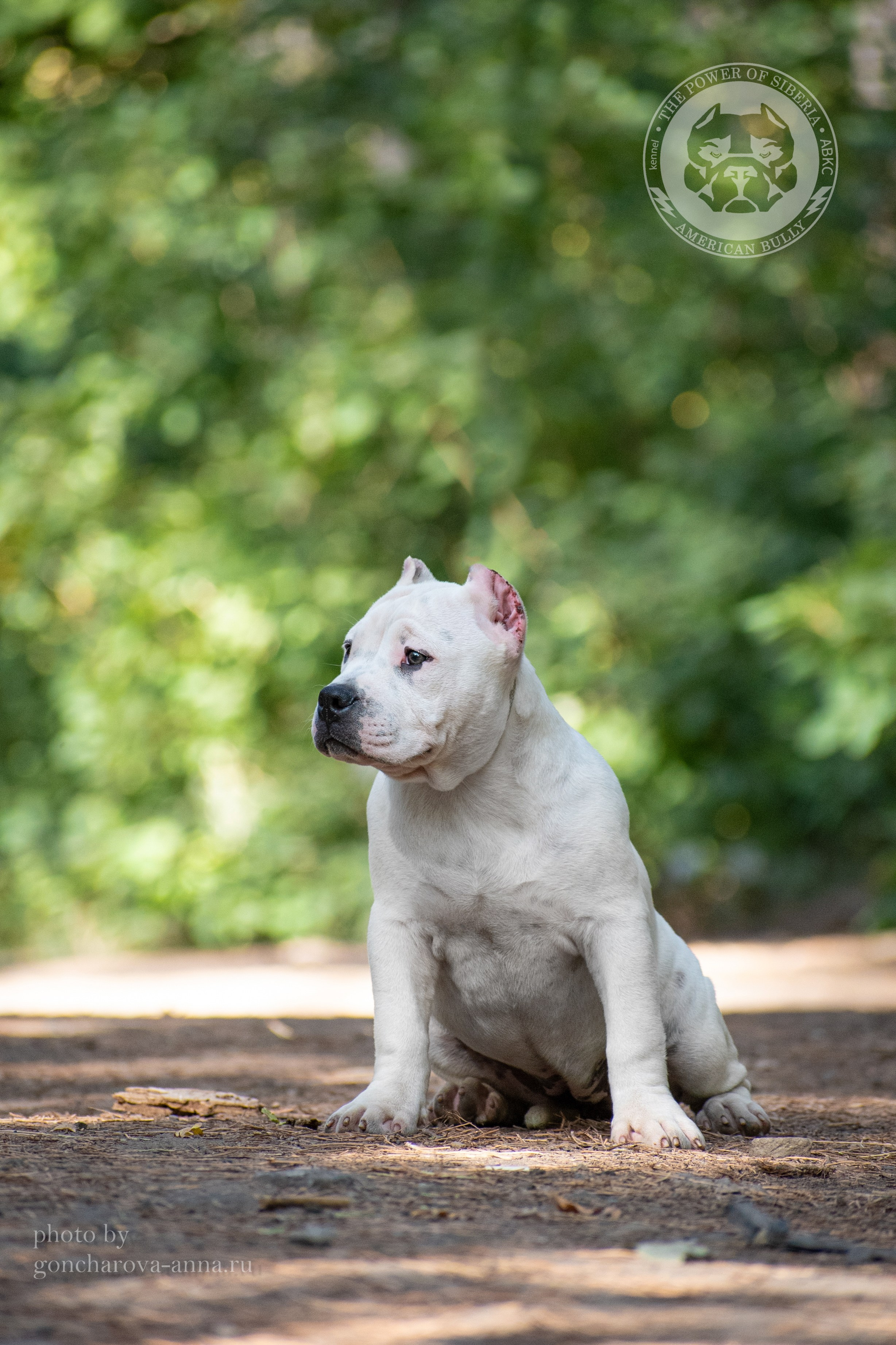 купить щенка Американский булли в ЛНР