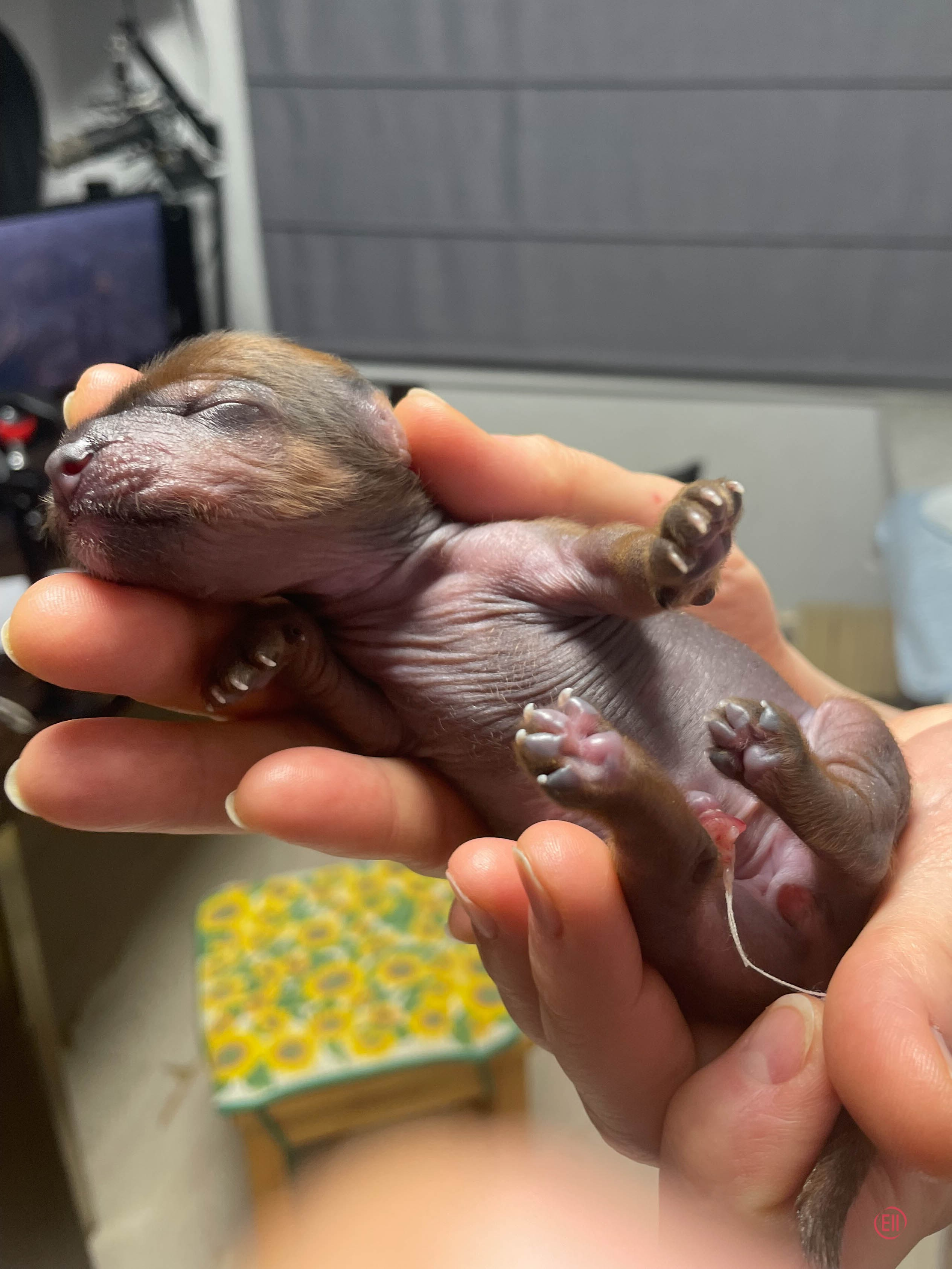 День рождения. Голая девочка.