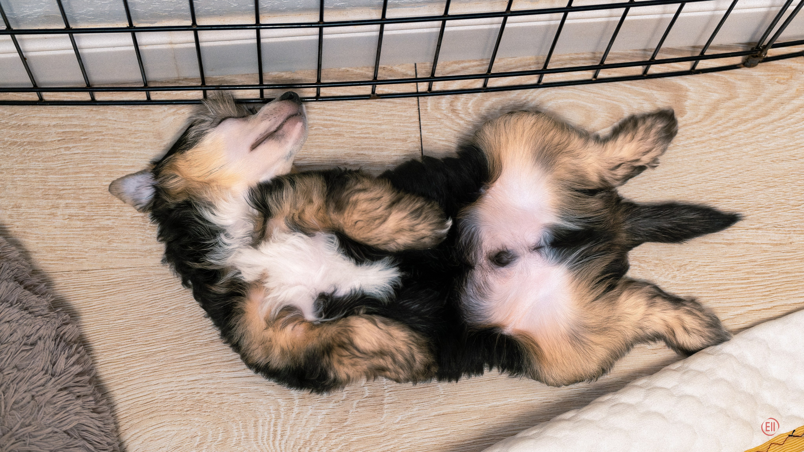 Felix (Laisan Island Felix) boy 2 months.