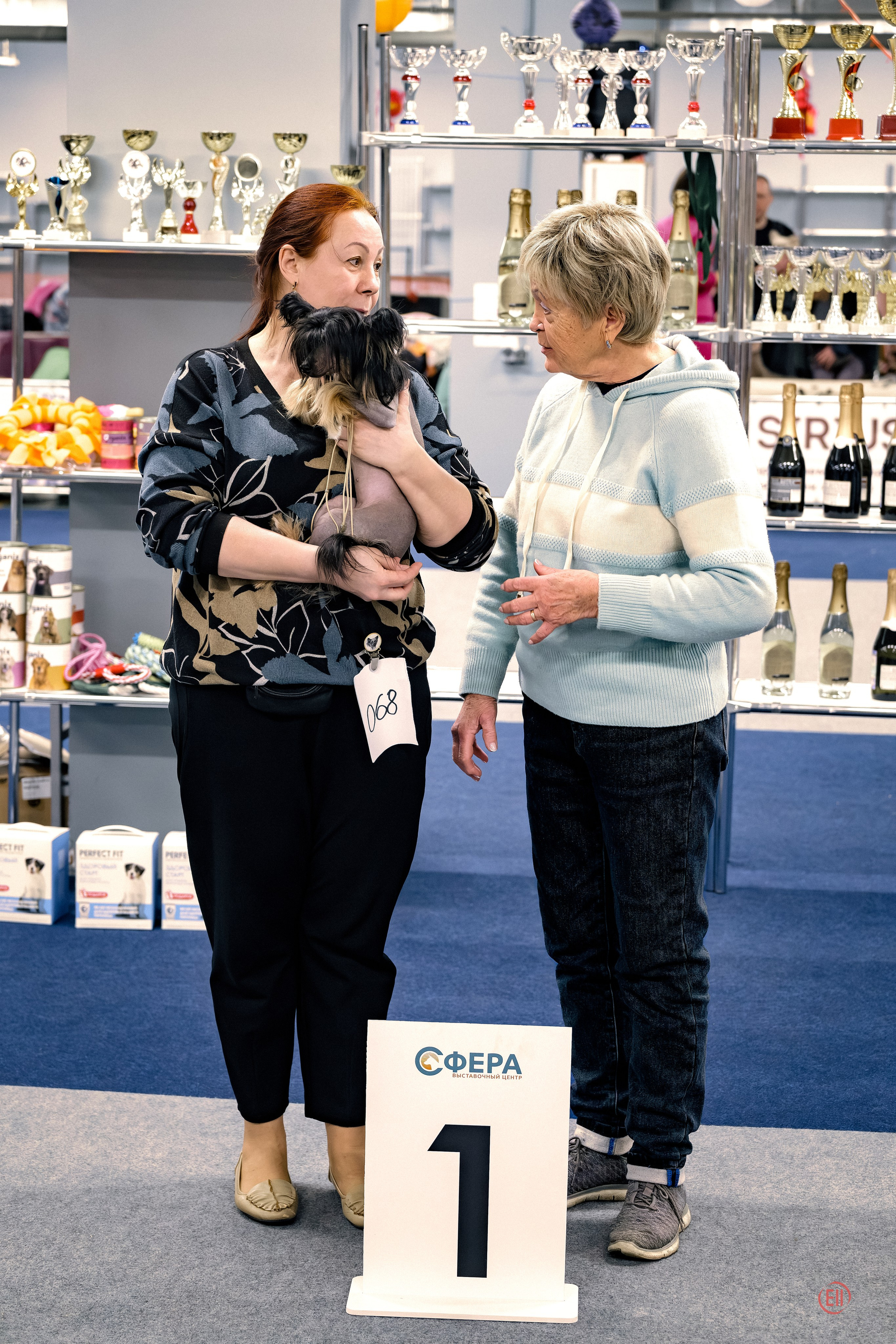 Poale Ell Victoriya — Junior Champion of Russia!. Chinese Crested Dog Kennel Poale Ell