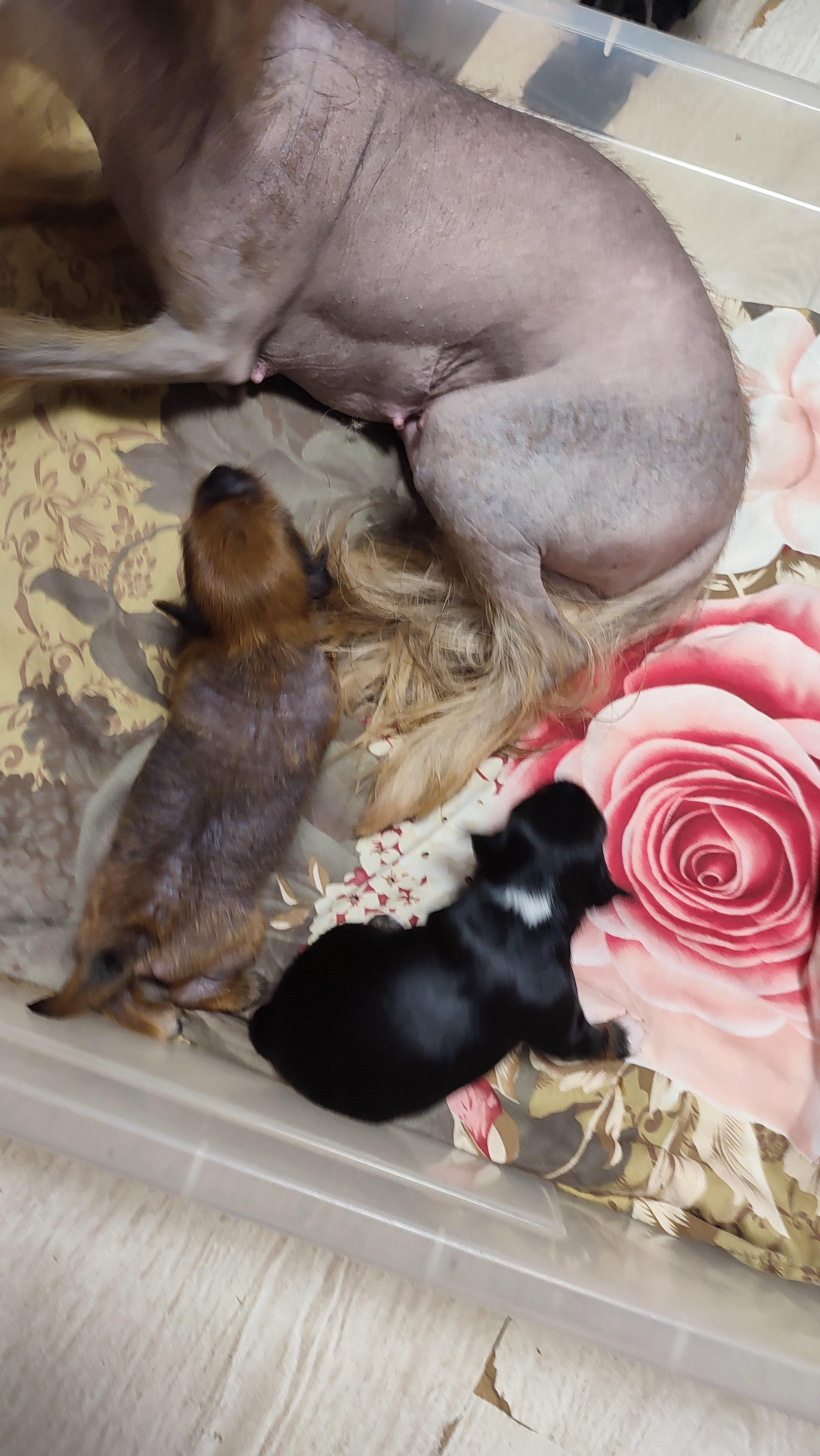 😊💋 Мы открыли глазки. Питомник китайских хохлатых собак Poale Ell: купить щенка