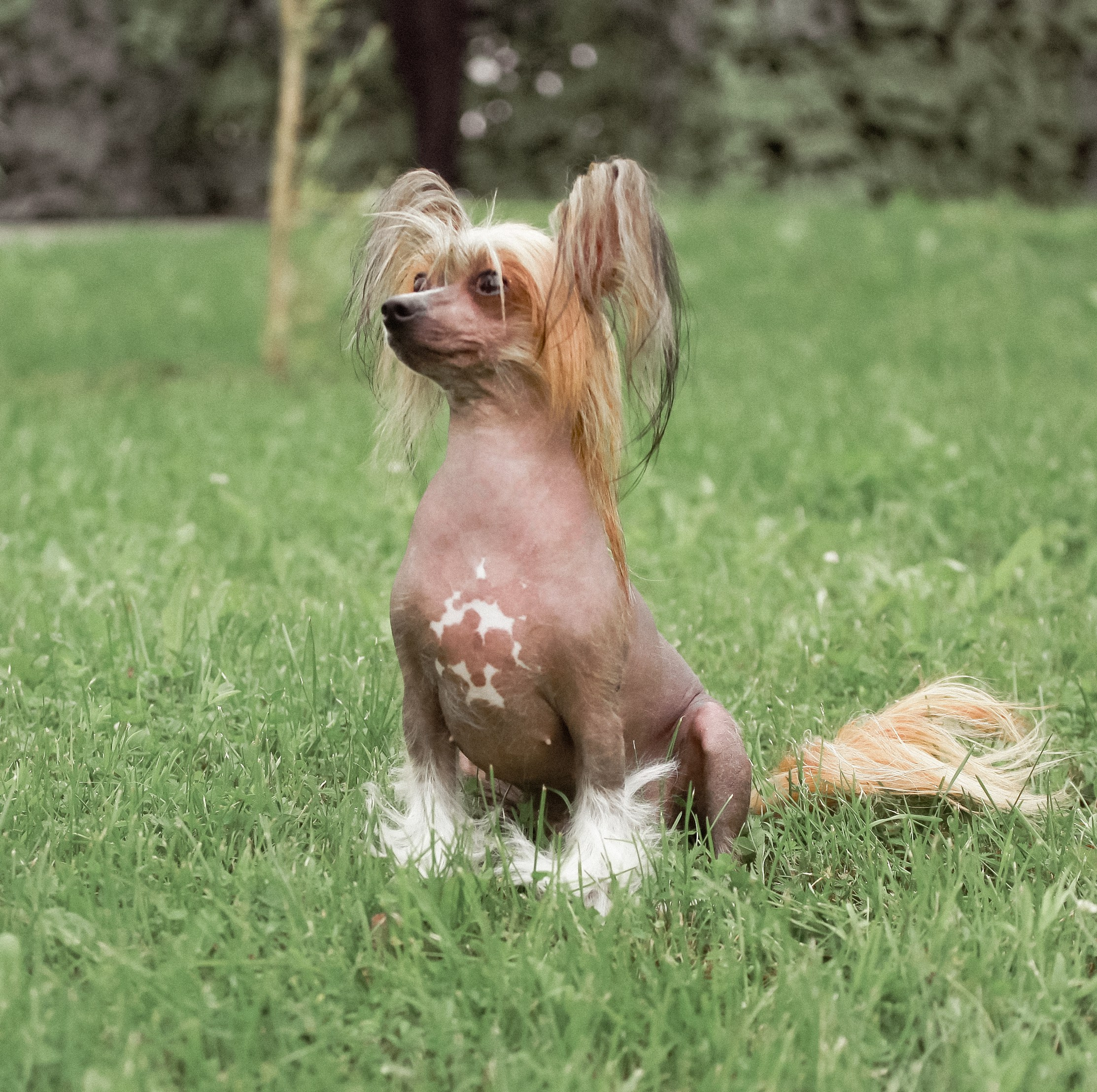 Poale Ell Clare. Chinese Crested Dog Kennel Poale Ell