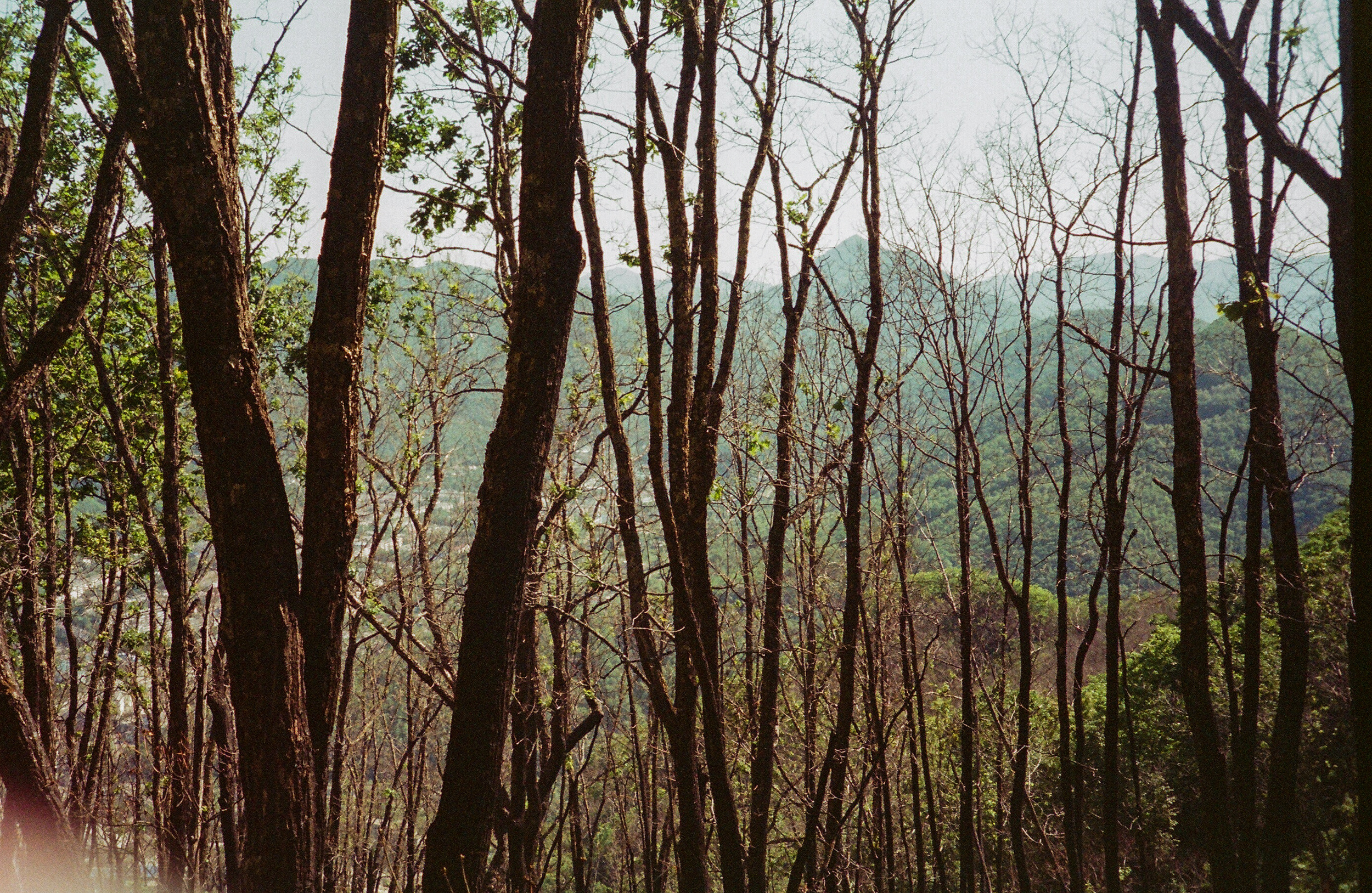 Valley of the Wild. Evgeniya Kokurina