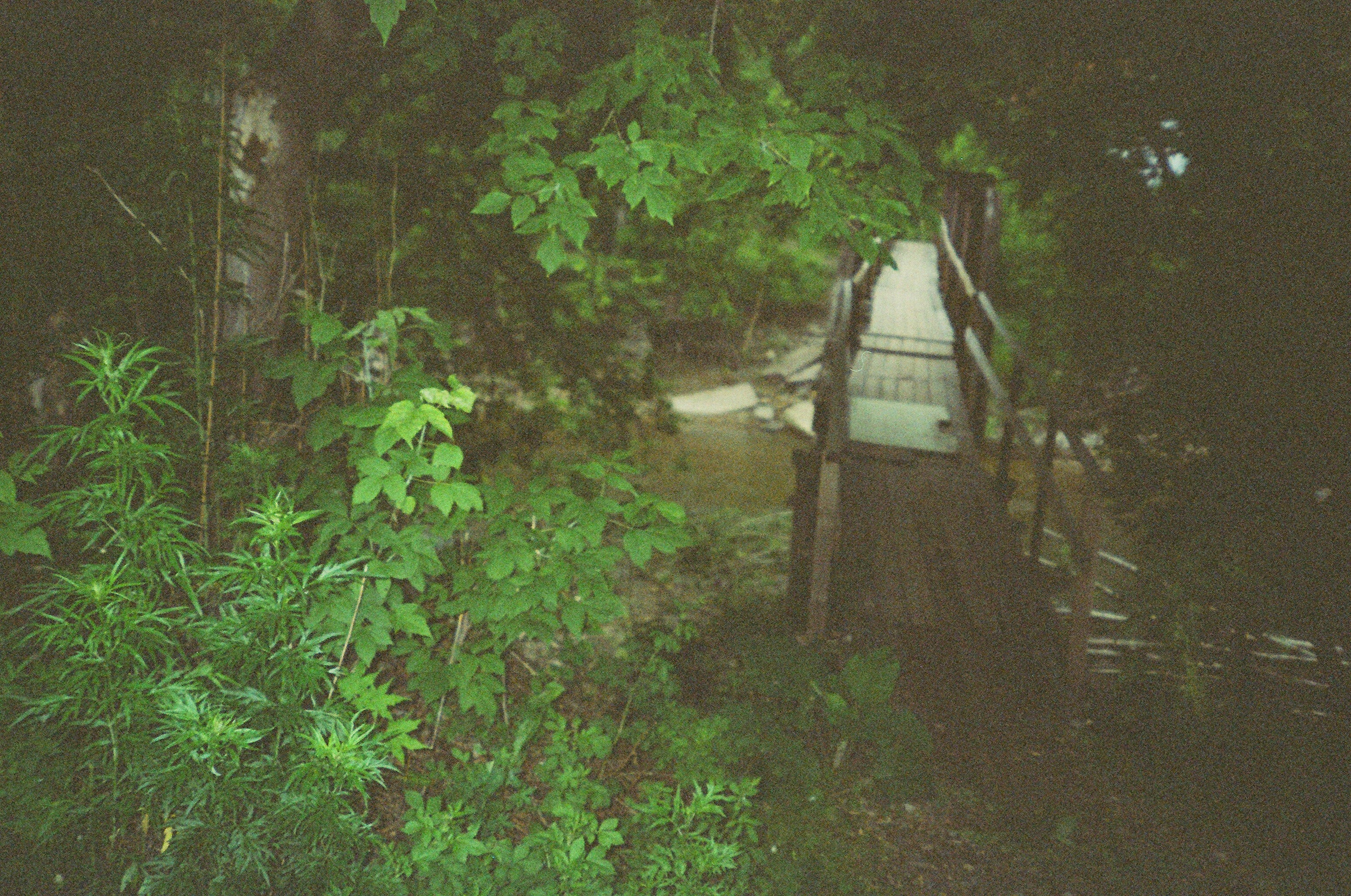 Valley of the Wild. Evgeniya Kokurina