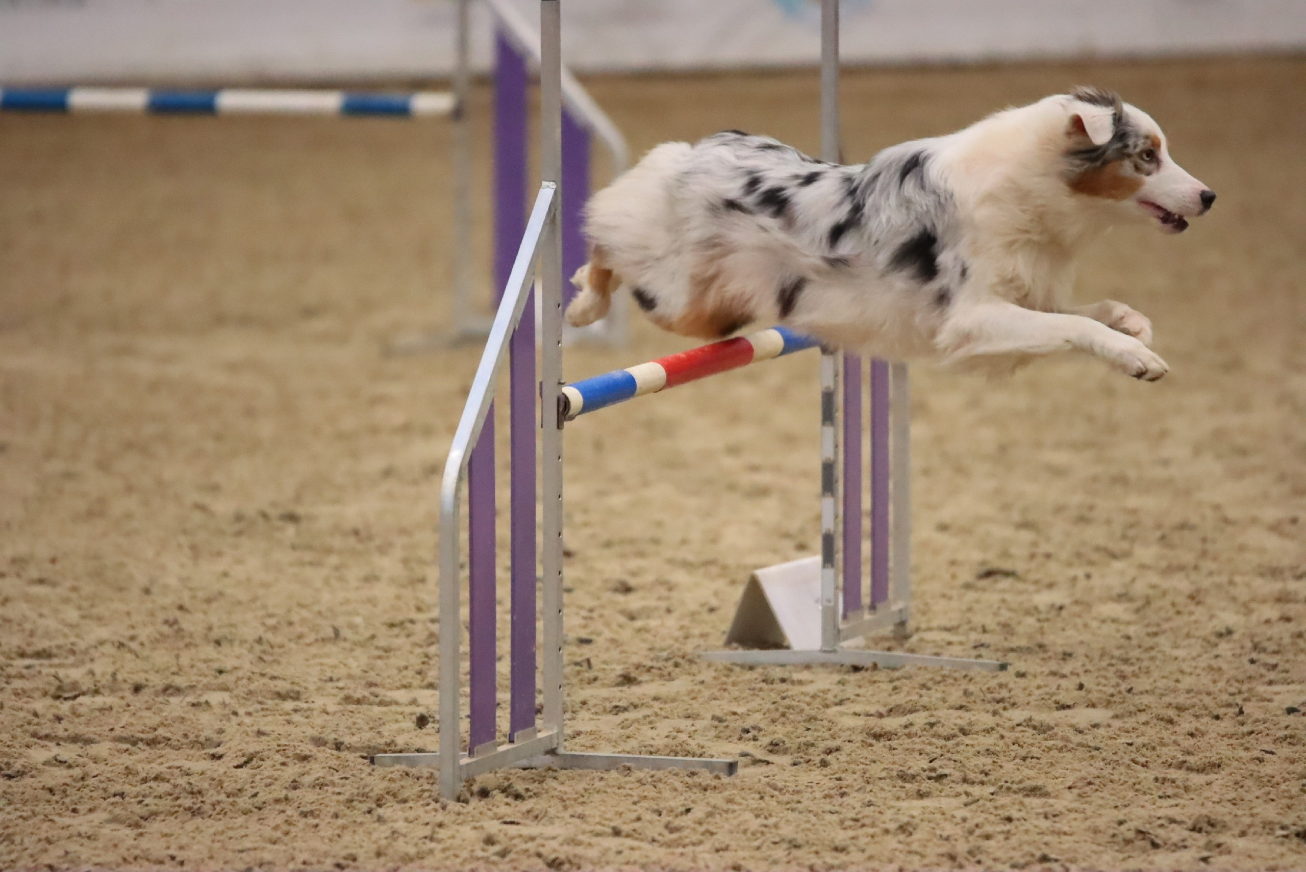 Кайса. BLGKV питомник собак