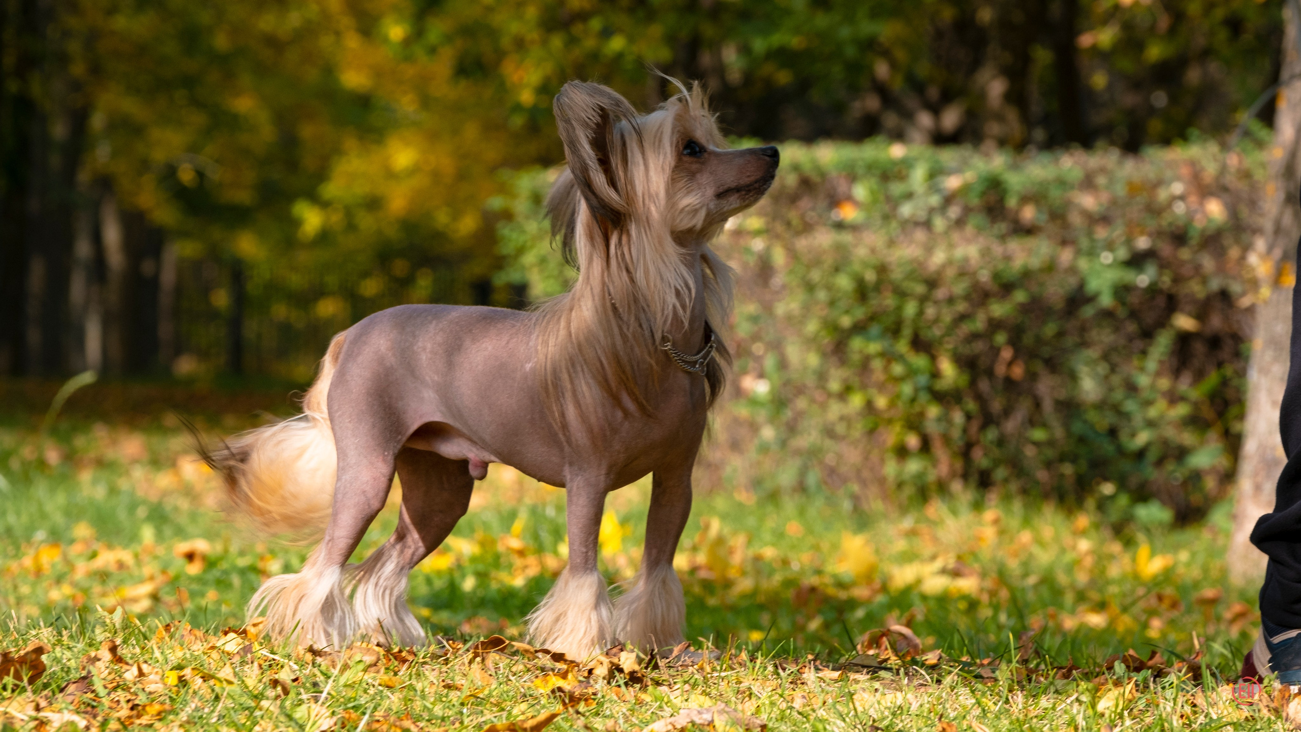 On a walk. Chinese Crested Dog Kennel Poale Ell