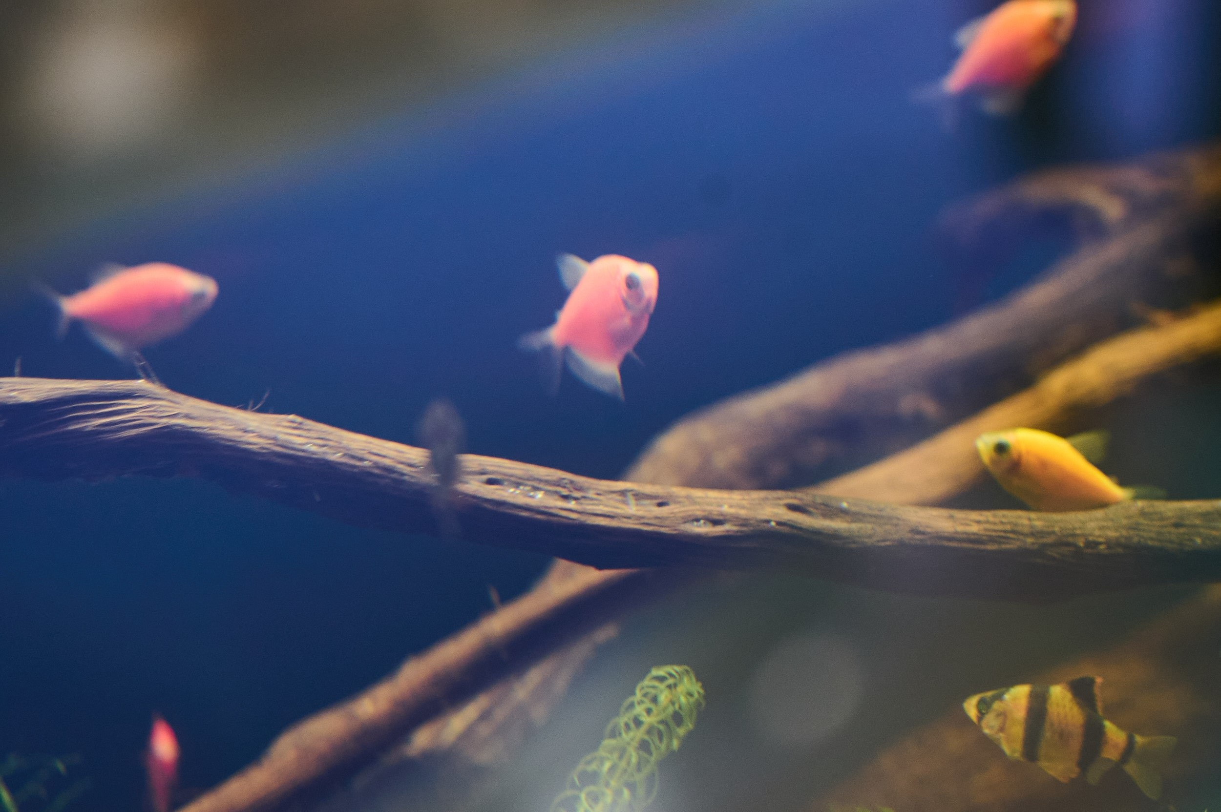 Аквариум с рыбками на выставке Seafood Expo Russia 2025. Репортажная съёмка экспозиции в КВЦ «Экспофорум», Санкт‑Петербург.